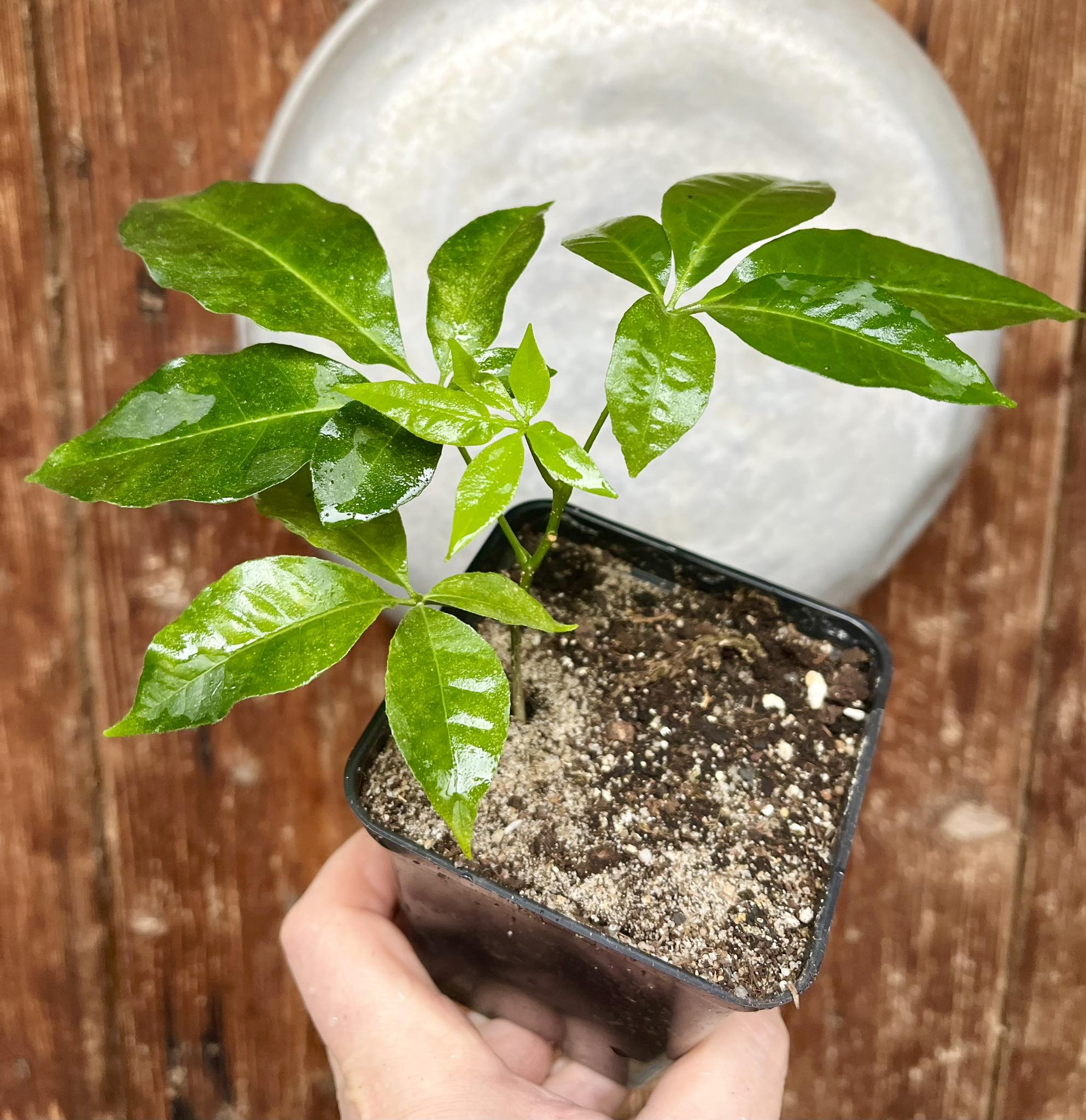 Casimiroa tetrameria - Wooly Leaved Sapote -  1 seedling / 1 Sämling