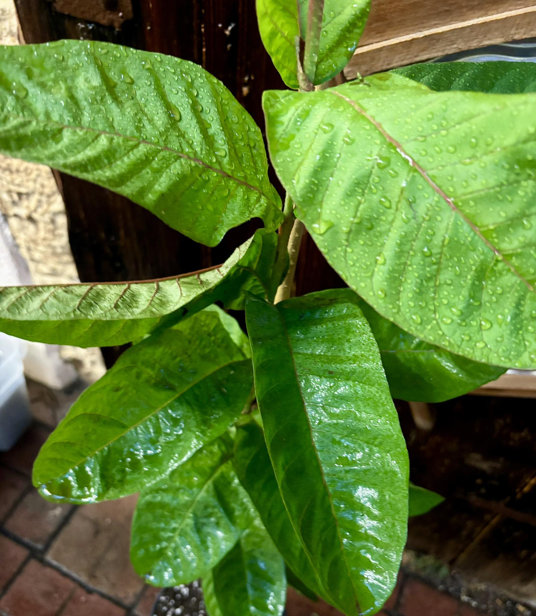 Guava (Psidium guajava) - 1 potted plant / 1 getopfte Pflanze