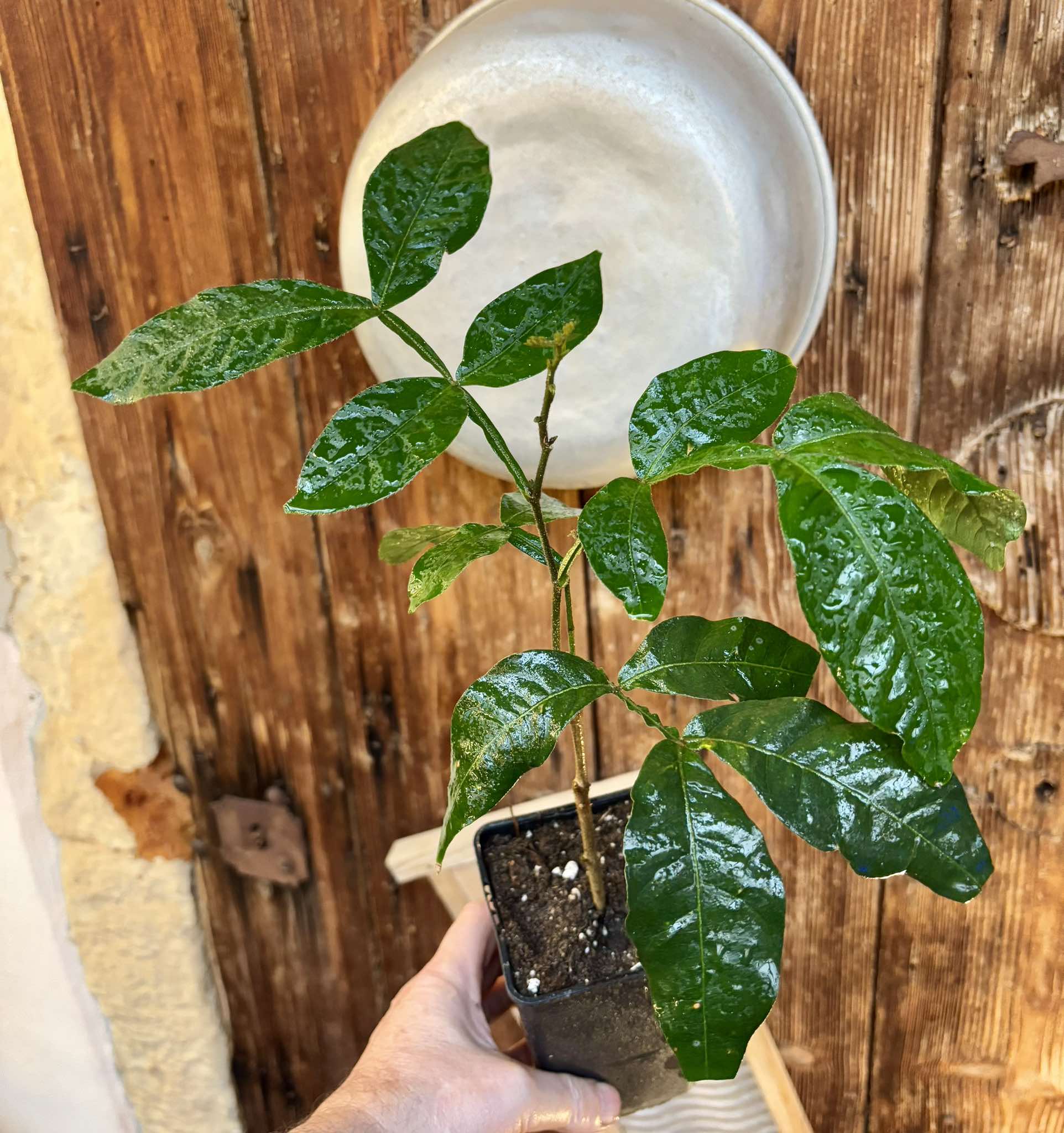 Inga spectabilis - Machete Ice cream bean - 1 potted plant / 1 getopfte Pflanze