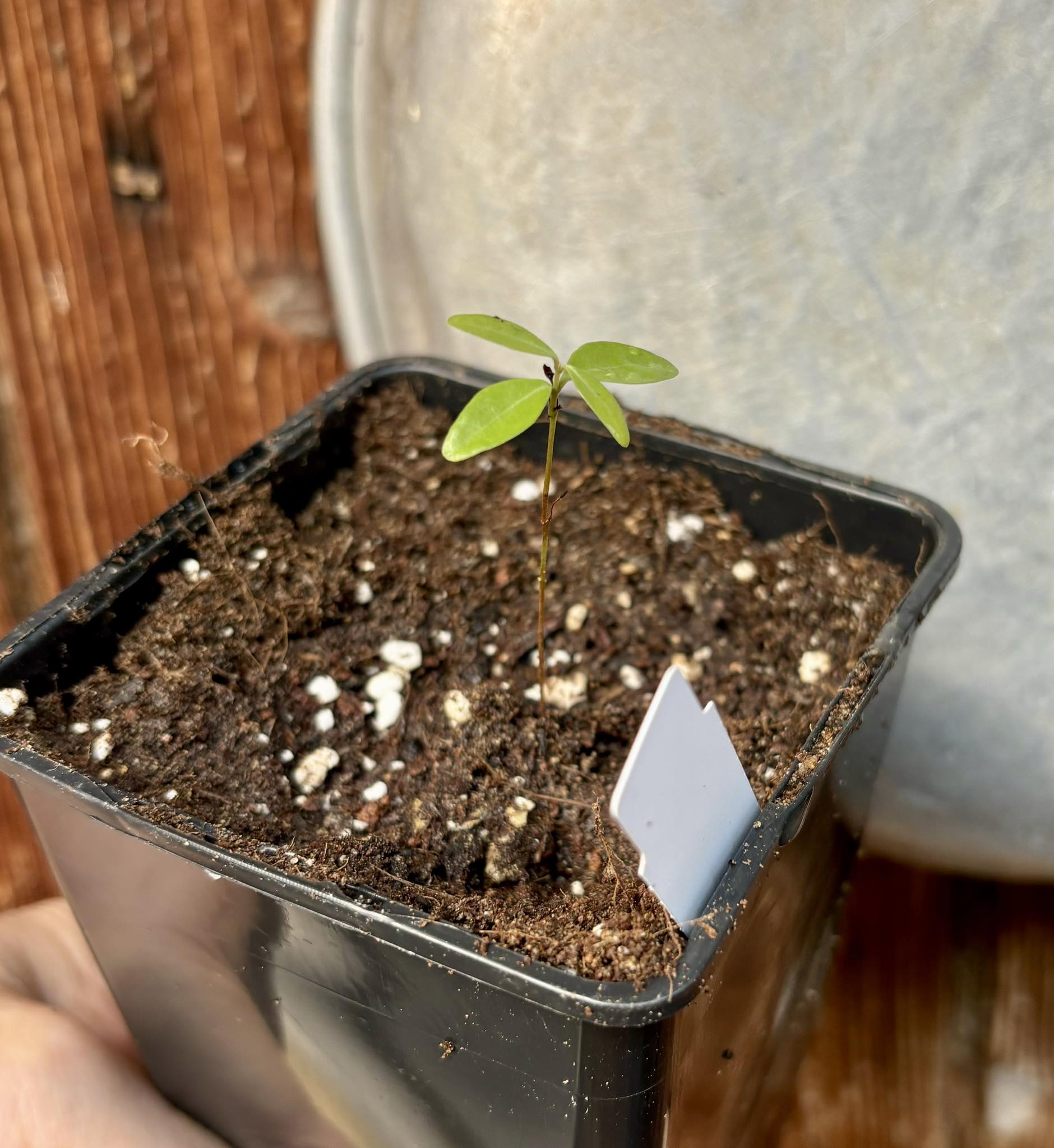  Eugenia axillaris  - White Stopper - 1 small potted seedling / 1 kleiner, getopfter Sämling