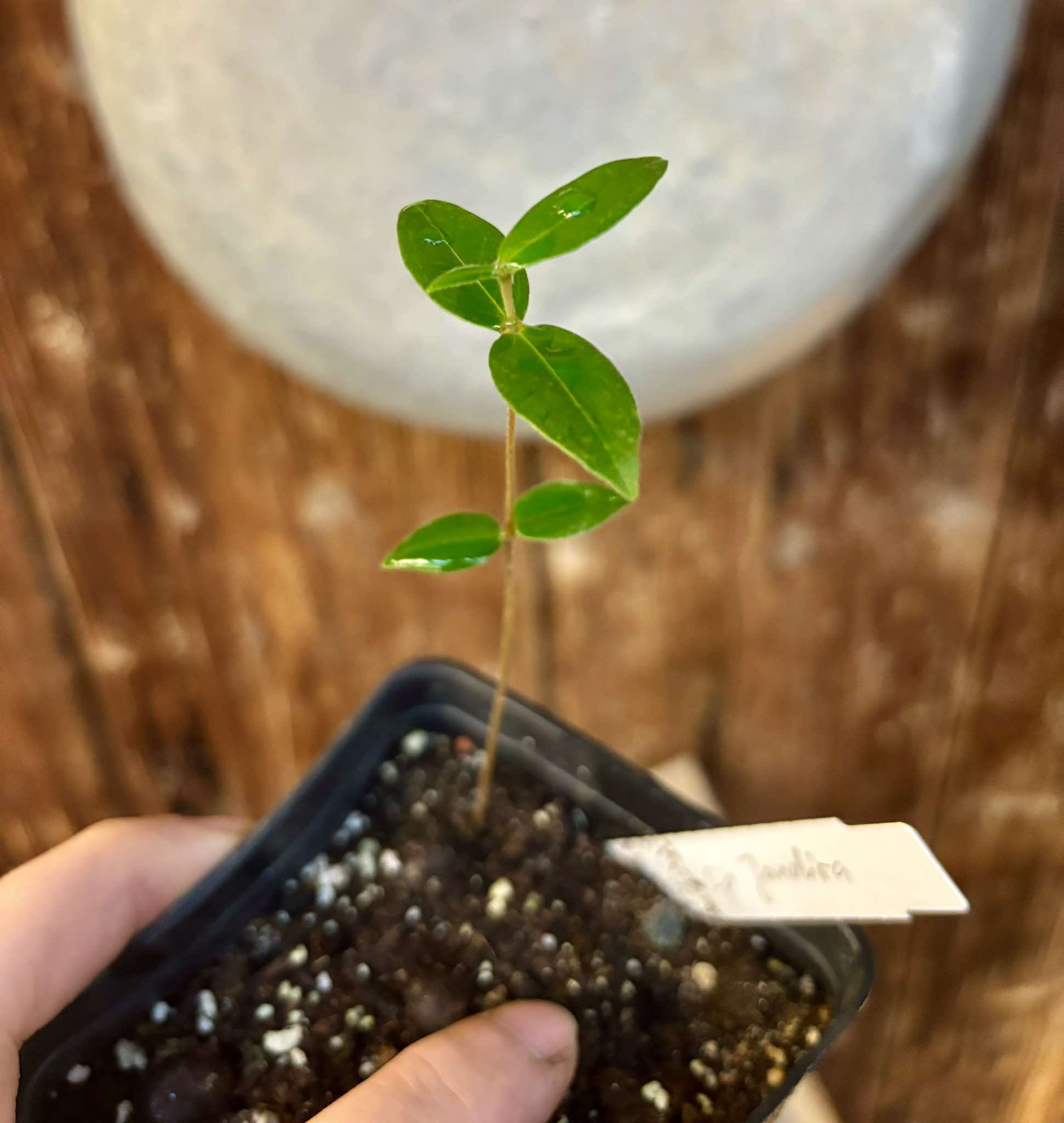 Eugenia sp Jandira - 1 potted seedling / 1 getopfter Sämling