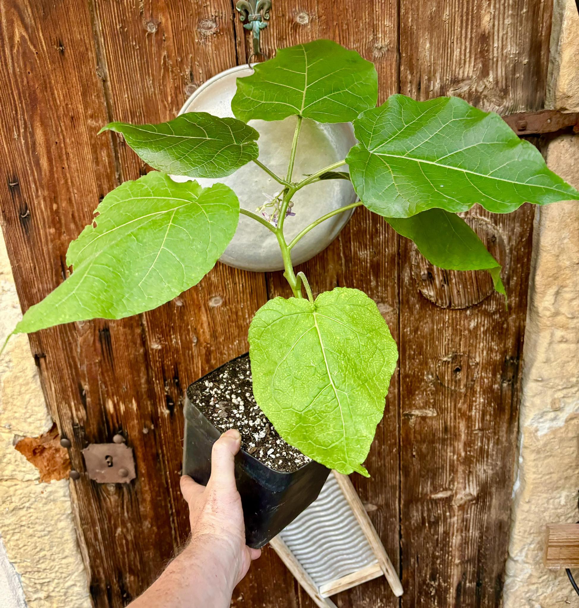 Hardy Tamarillo (Solanum corymbiflorum) - 1 potted plant / 1 getopfte Pflanze 