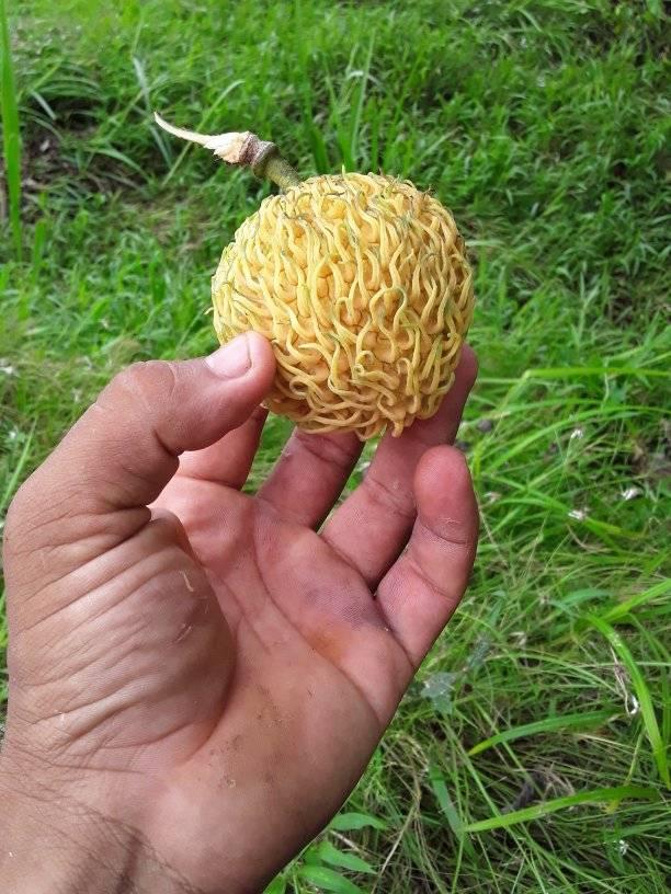 Annona spraguei - Nonita - 1 fresh seed / 1 frischer Samen