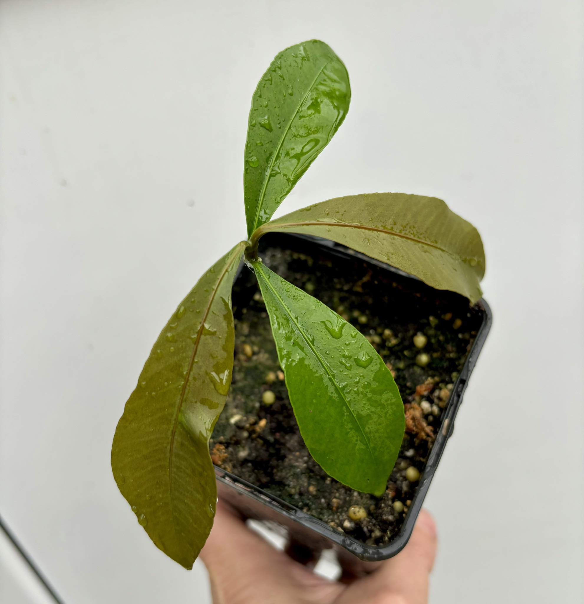 Garcinia sp Amazonas Nova - 1 potted seedling / 1 getopfter Sämling 