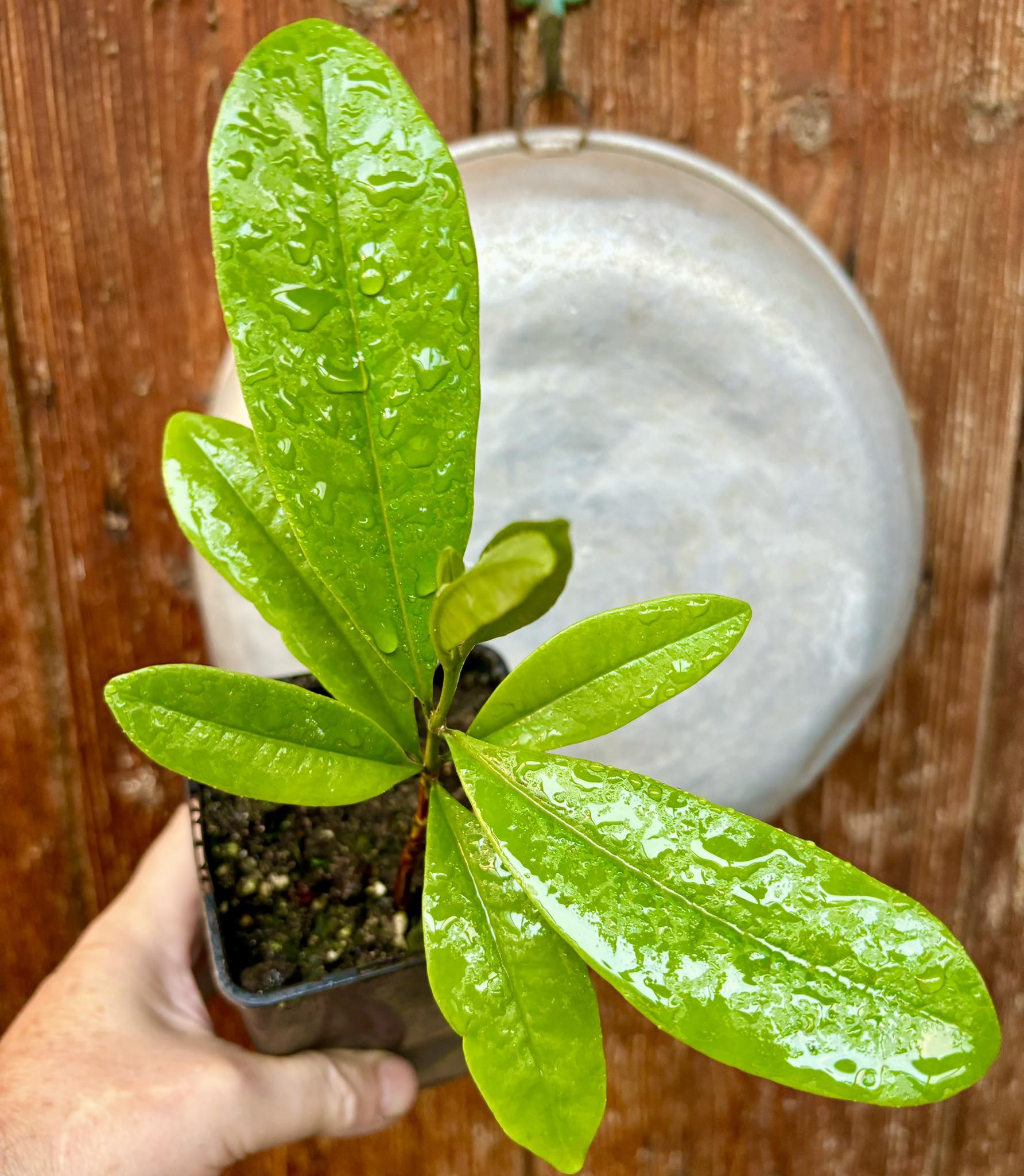 Myrcia sp Sementes pintada - 1 potted plant / 1 getopfte Pflanze