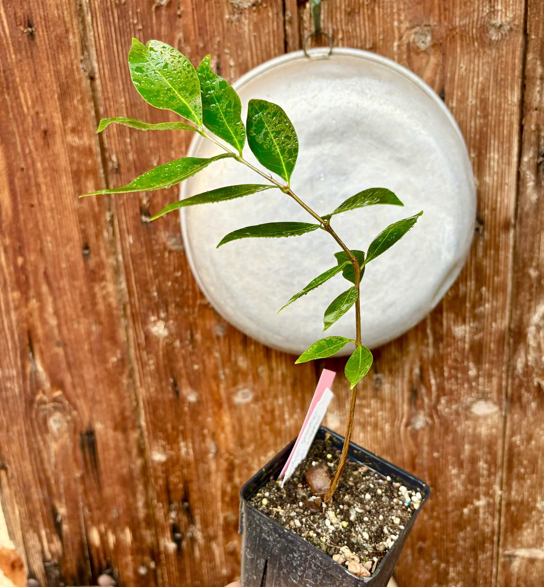 Eugenia sp Chapada Diamantina - 1 potted plant / 1 getopfte Pflanze