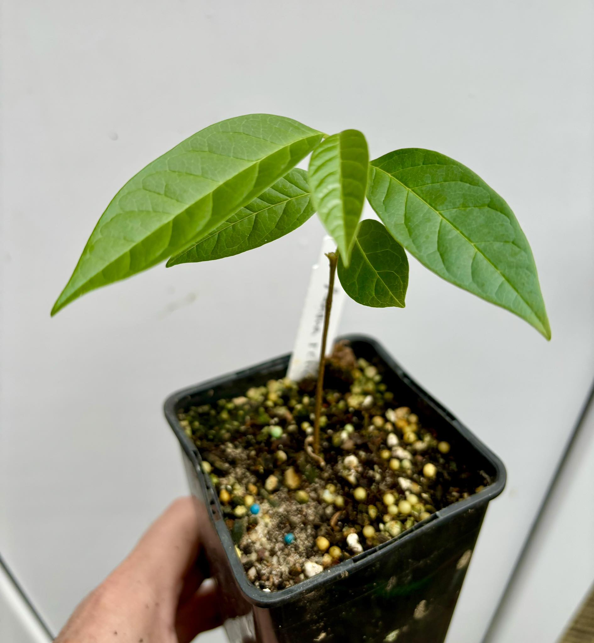 Annona reticulata big pink-red variety - 1 potted plant / 1 getopfte Pflanze