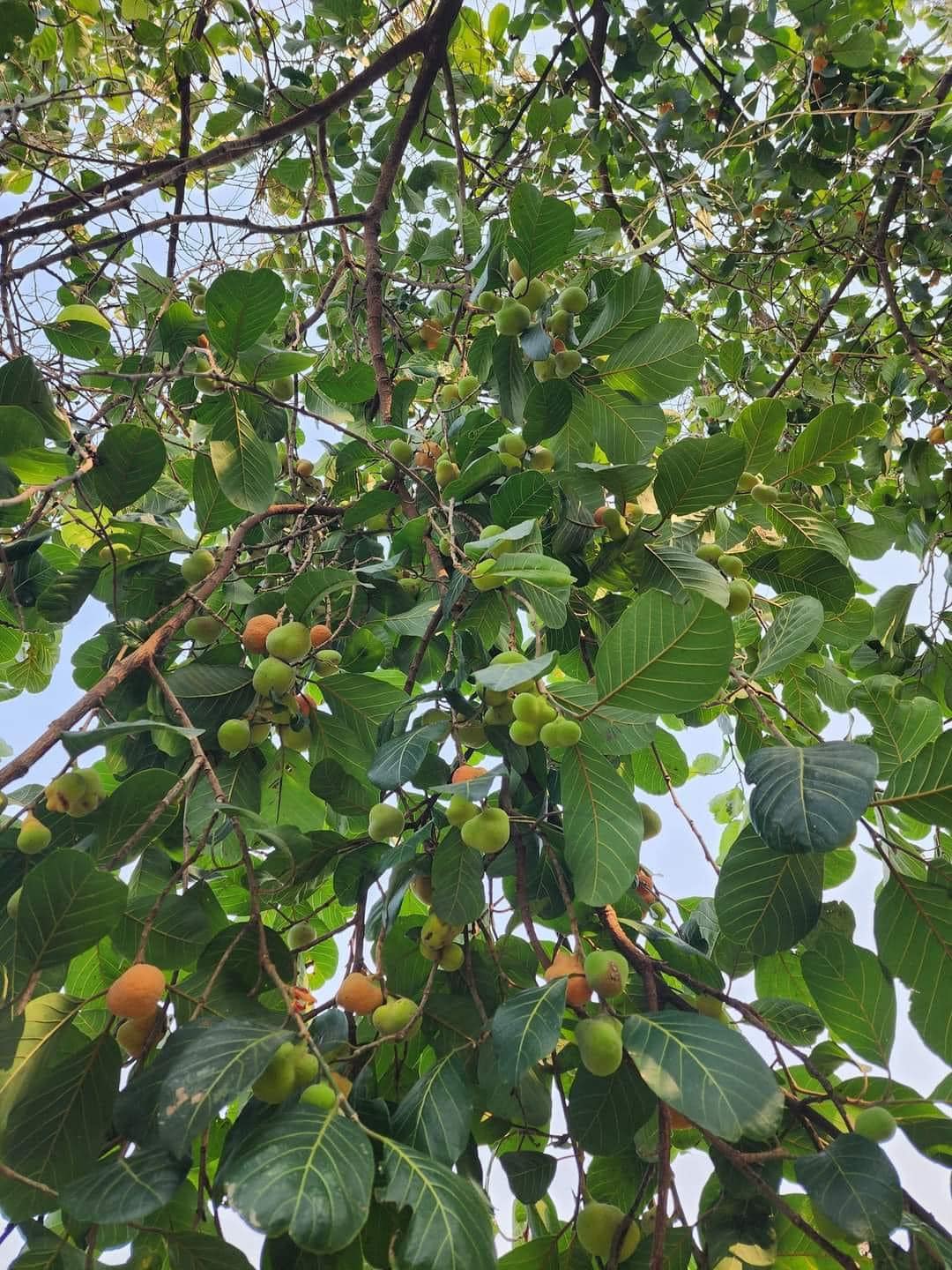 Artocarpus lacucha - Lakoocha  -  1 germinated seed / 1 gekeimter Samen