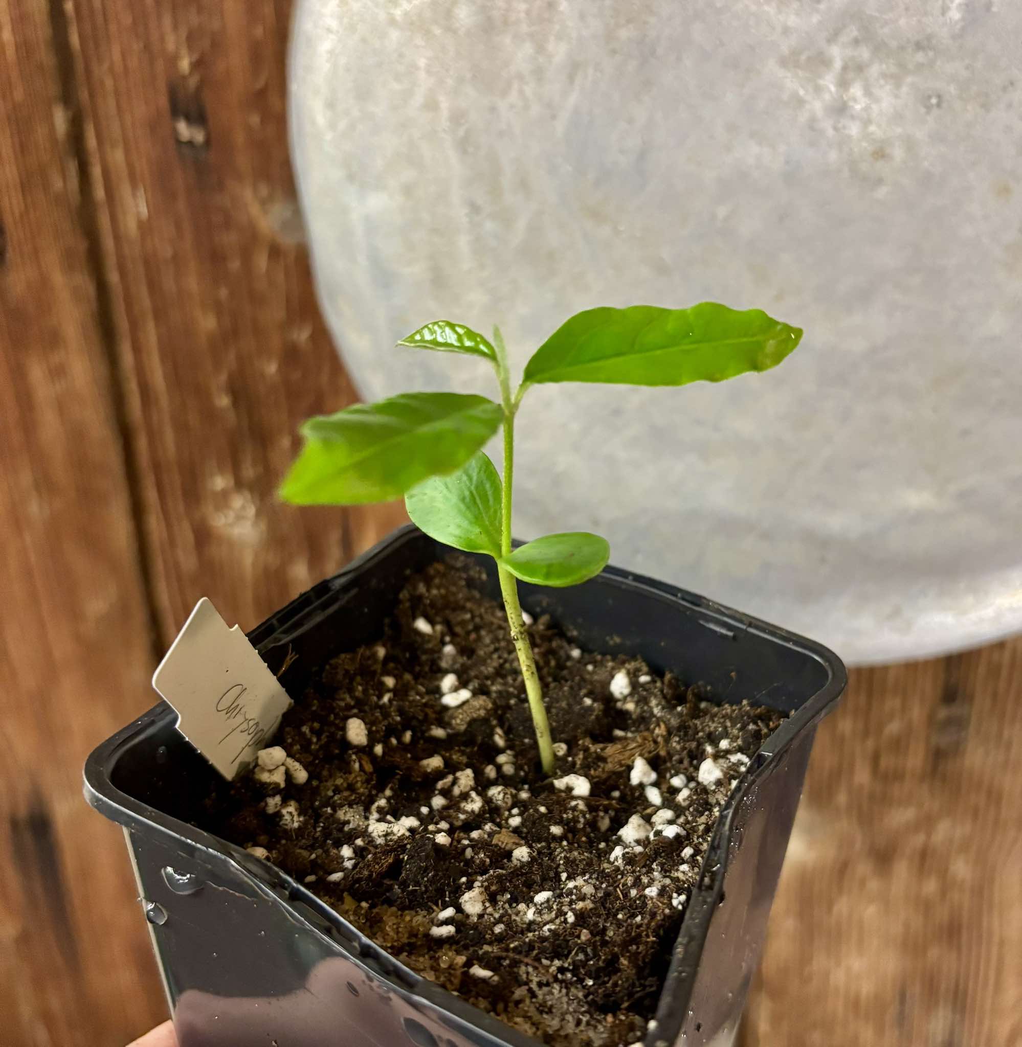 Chrysophyllum januariense  -  1 small potted seedling / 1 kleiner, getopfter Sämling