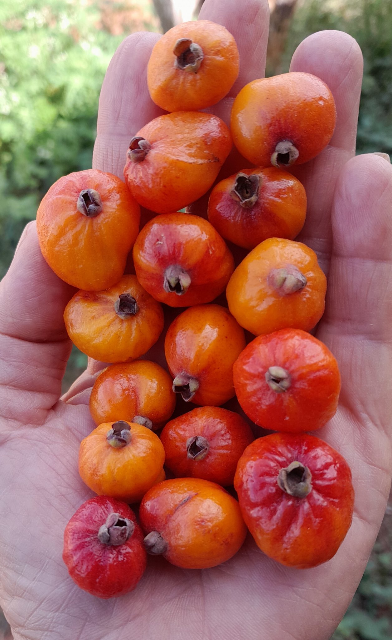 Eugenia sp. Diamantina Nova ,  1 fresh seed / 1 frischer Samen