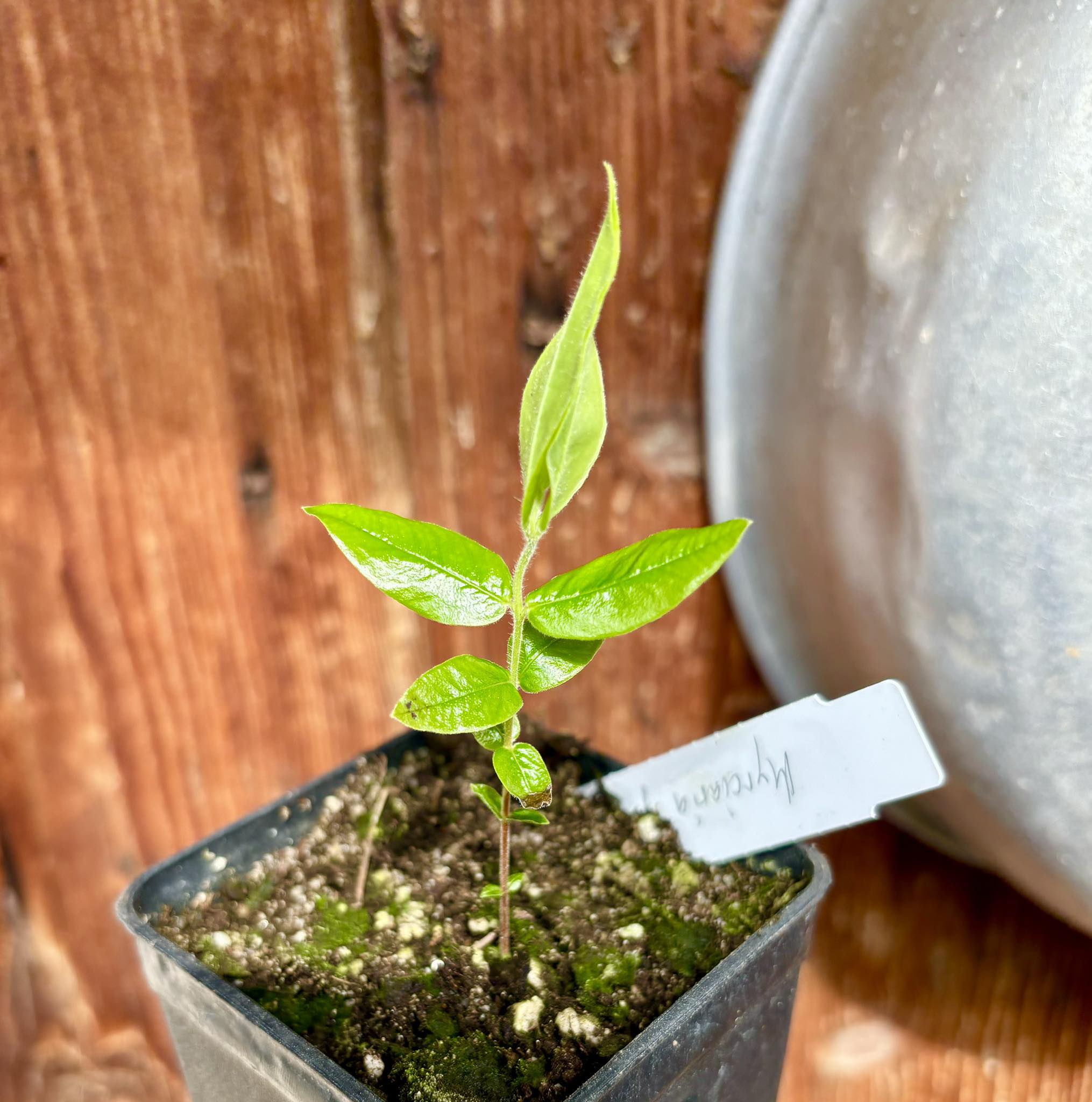 Myrciaria glazioviana - Cabeludinha  -  1 potted seedling  / 1 getopfter Sämling