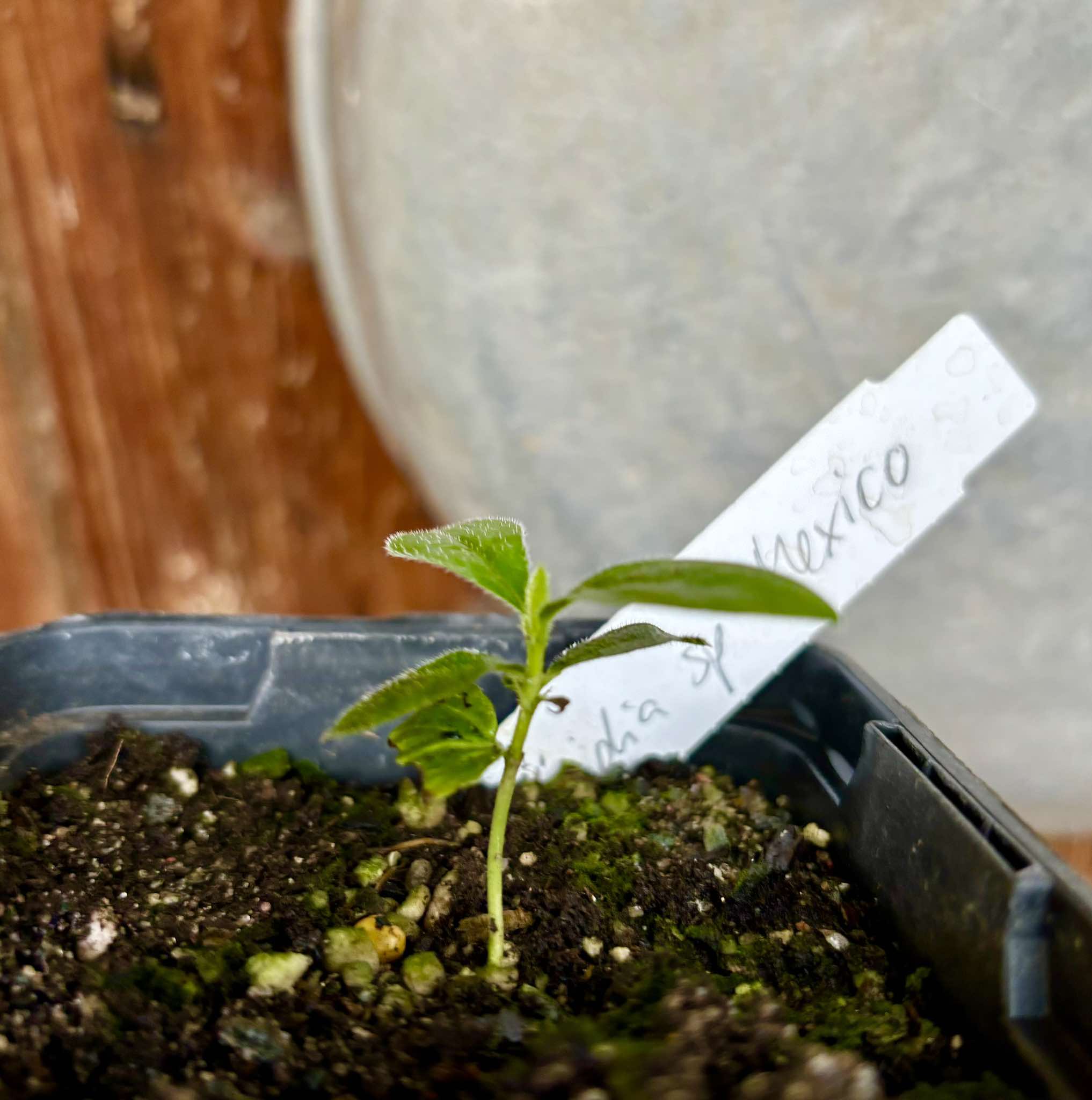 Randia sp Mexico  - 1 small seedling / 1 kleiner Sämling