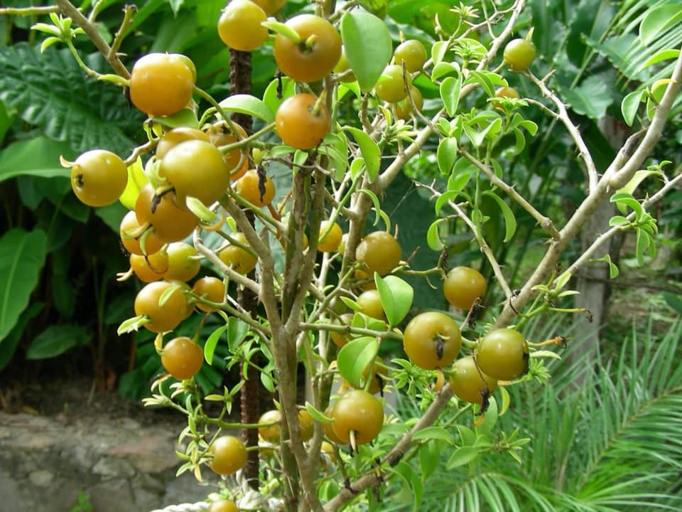 Barbados Gooseberry Nr. 3 - Pereskia aculeata var. godseffiana - 1 potted plant / 1 getopfte Pflanze