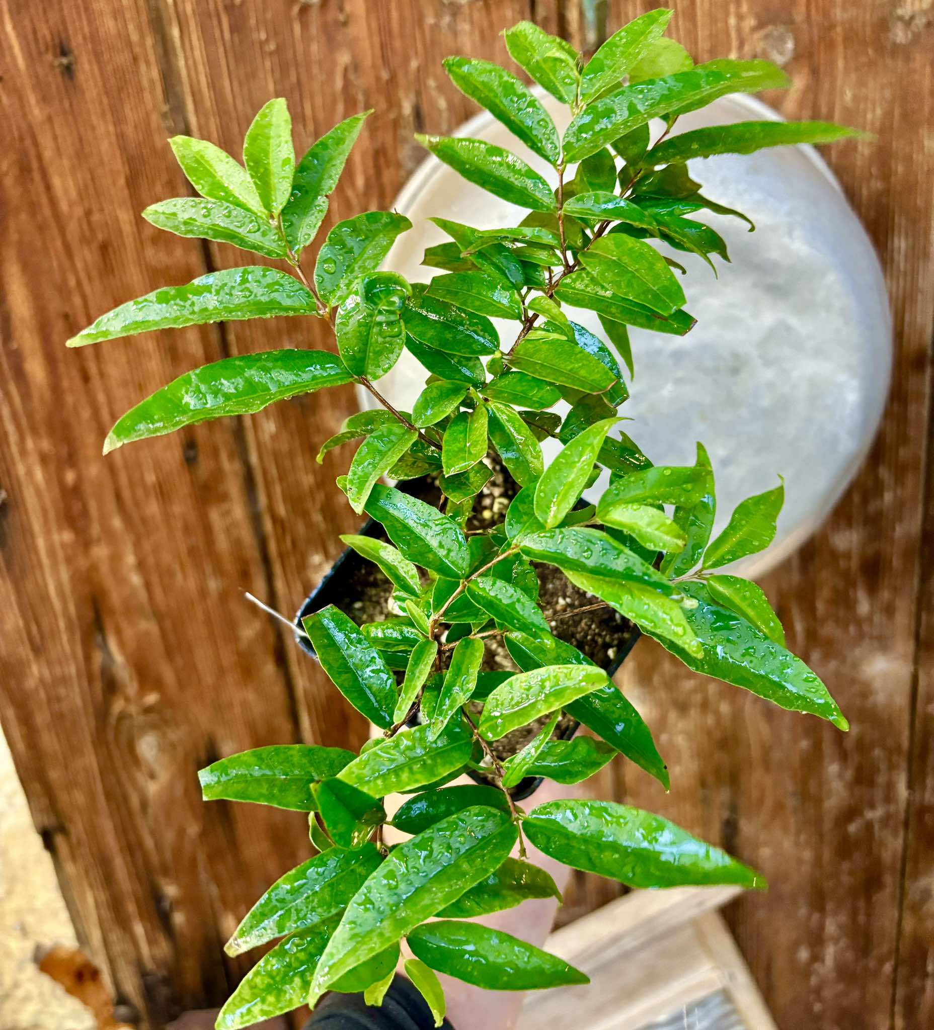 Eugenia sp La de Carneiro - 1 potted plant / 1 getopfte Pflanze