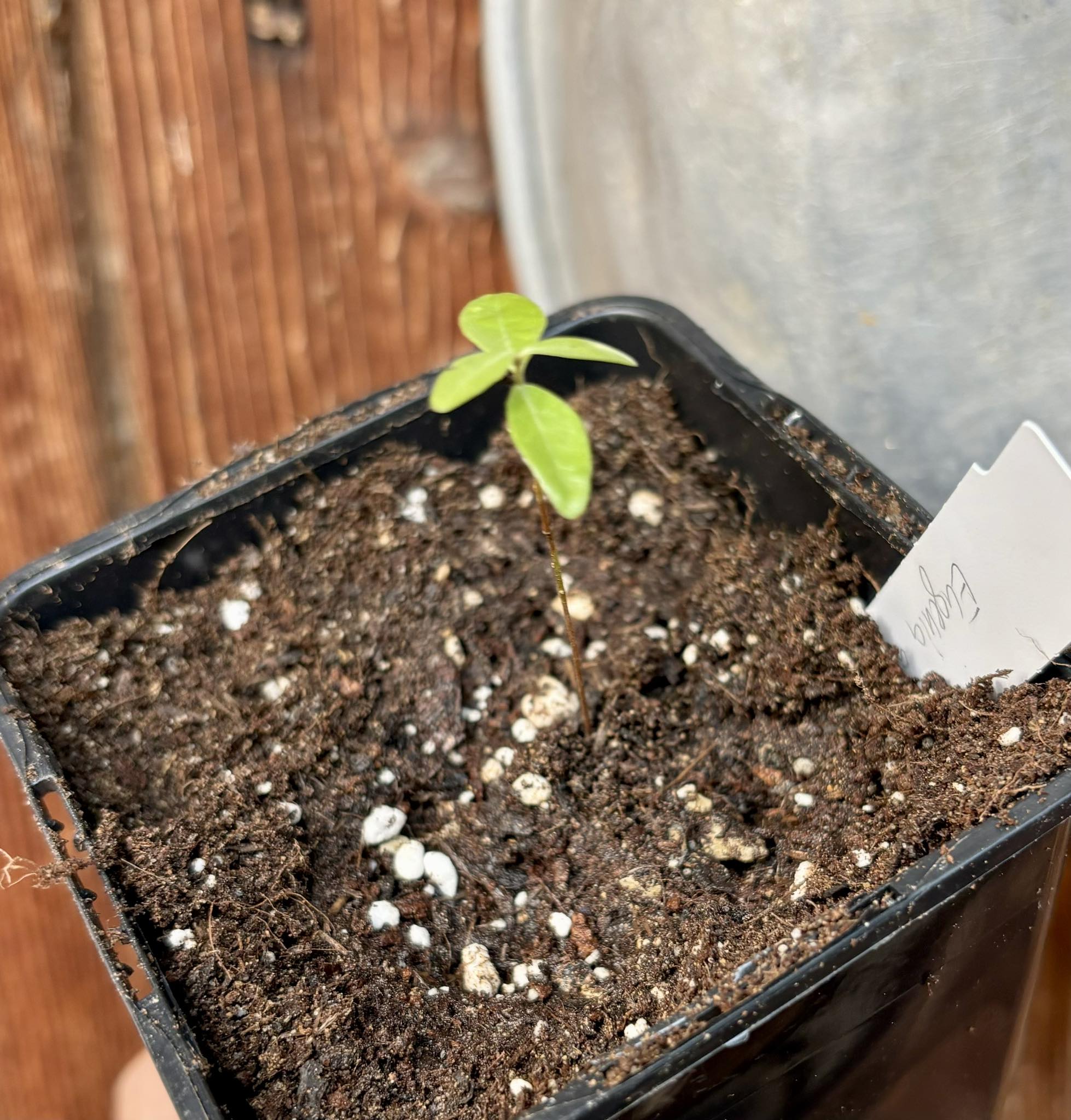  Eugenia axillaris  - White Stopper - 1 small potted seedling / 1 kleiner, getopfter Sämling