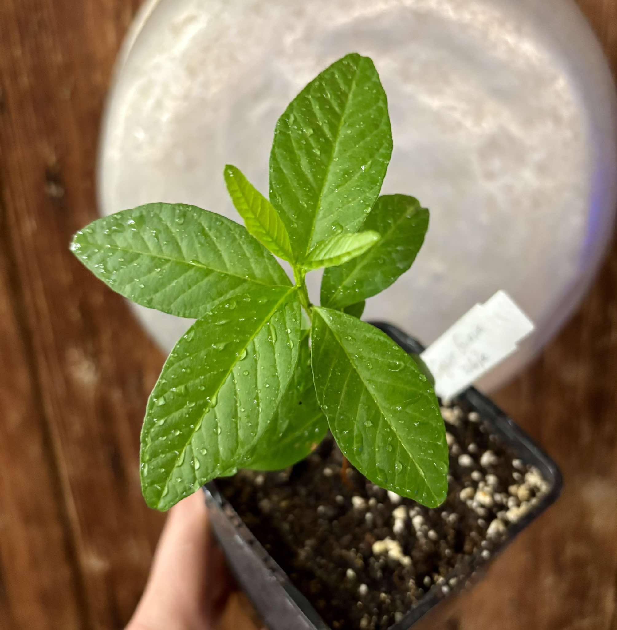 Psidium guajava - Mexican Cream Guava  - 1 small potted seedling / 1 kleiner, getopfter Sämling