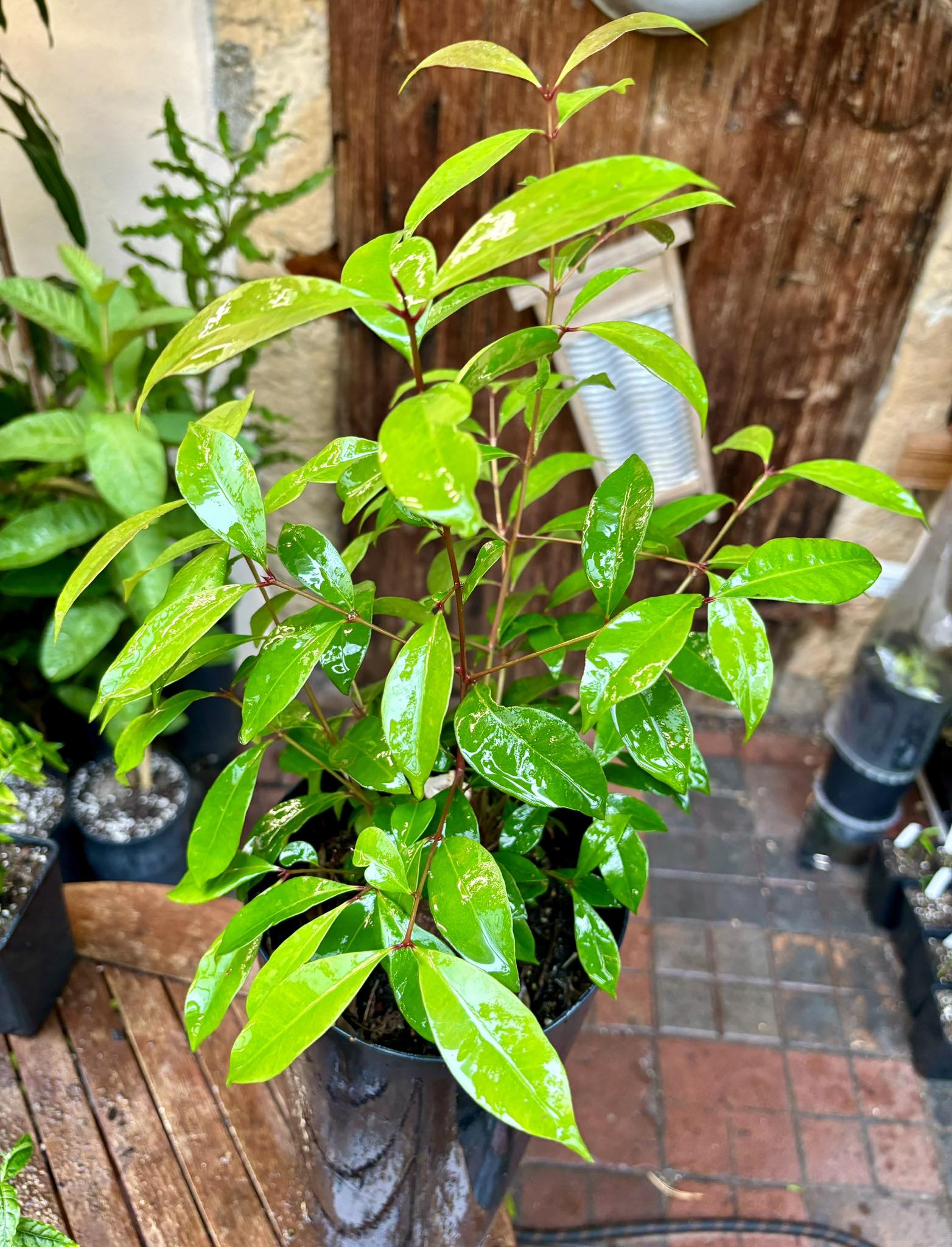 Syzygium smithii - Lilly Pilly Nr. 1 - 1 potted plant / 1 getopfte Pflanze