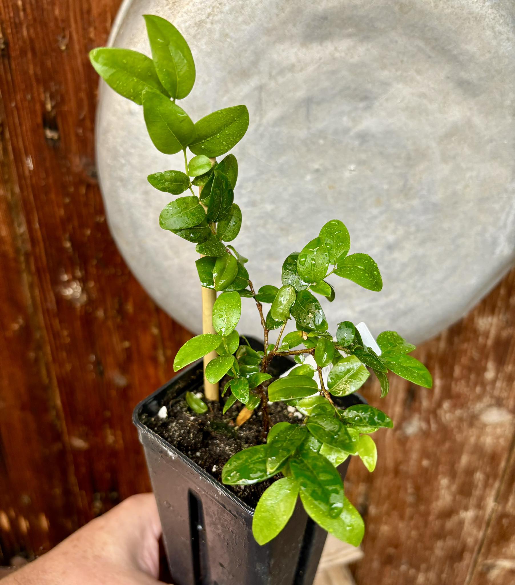 Jaboticaba Oipirinha (Plinia sp) Nr.2 - 1 potted plant/ 1  getopfte Pflanze