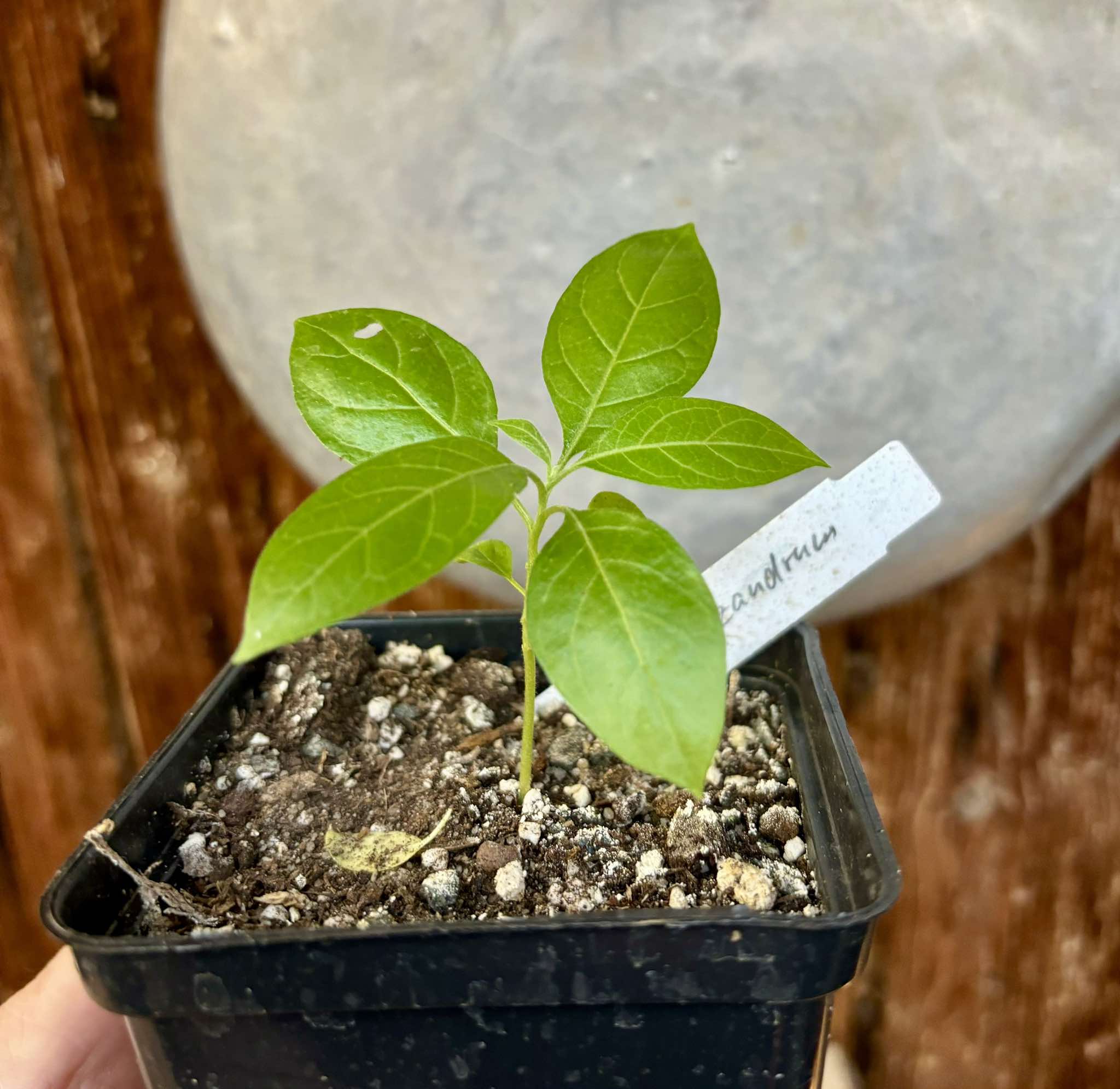 Solanum schizandrum - 1 small, potted seedling / 1 kleiner, getopfter Sämling