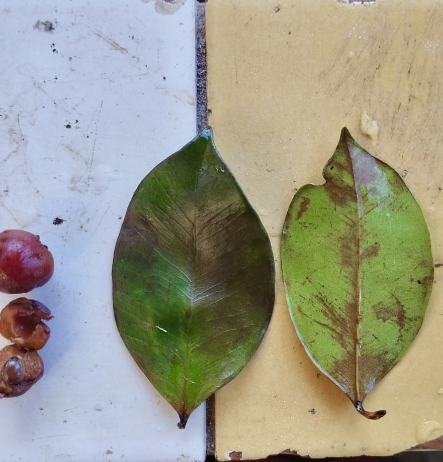 Myrcia sp Cheirosa -  1 germinated seed / 1 gekeimter Samen