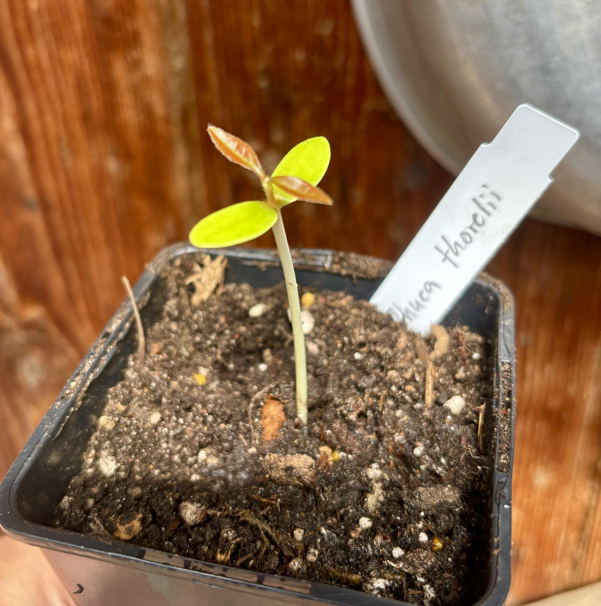 Madhuca thorelii - Mak Dauy Fruit -   1 little potted seedling / 1 kleiner, getopfter Sämling