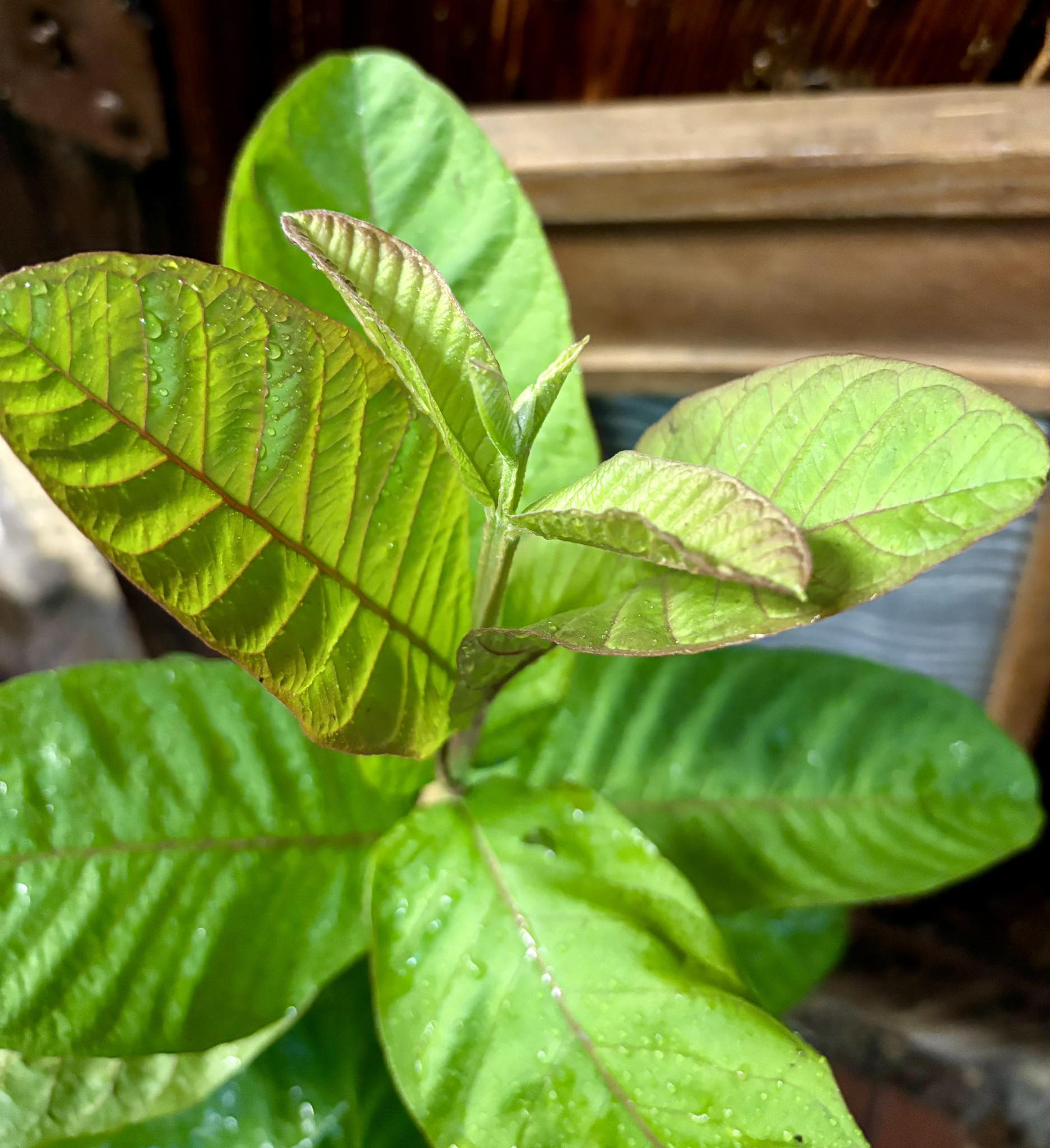 Guava (Psidium guajava) - 1 potted plant / 1 getopfte Pflanze