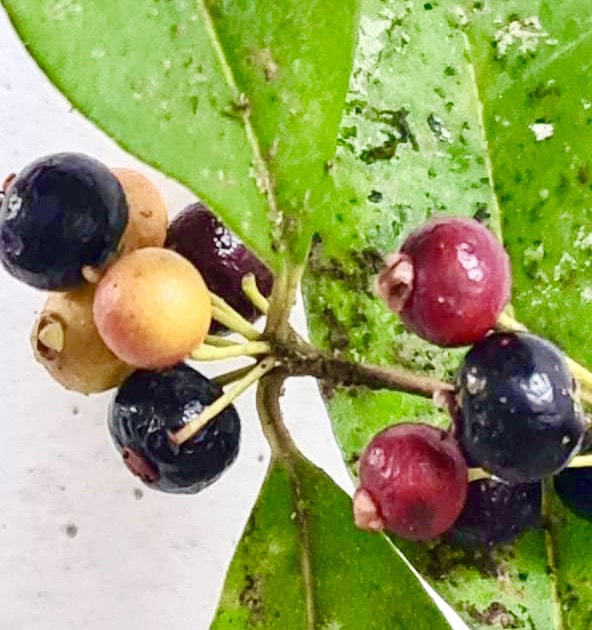 Eugenia sp Uvitas -  1 germinated seed / 1 gekeimter Samen