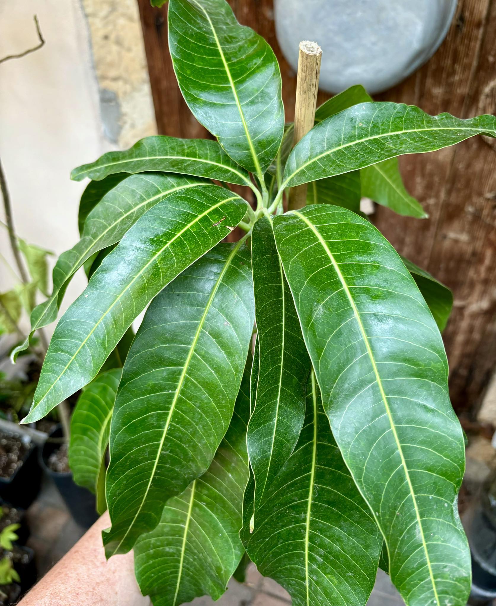 Mango Palmer (Mangifera indica) - GRAFTED - 1 potted plant / 1 getopfte Pflanze