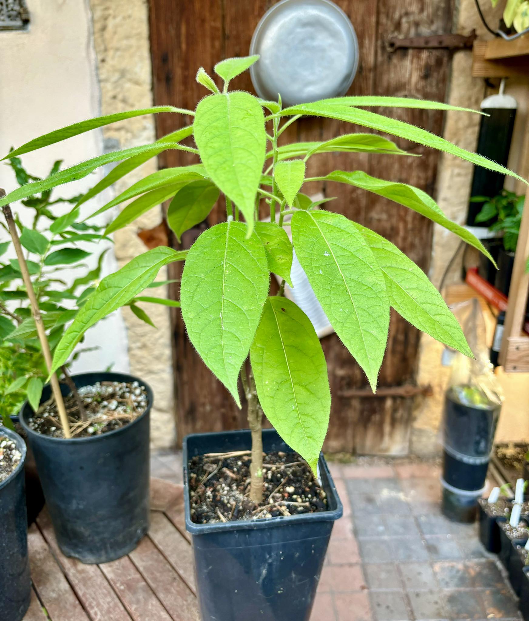 Solanum luridifuscescens - Tomatao Verde Piloso - 1 potted plant / 1 getopfte Pflanze