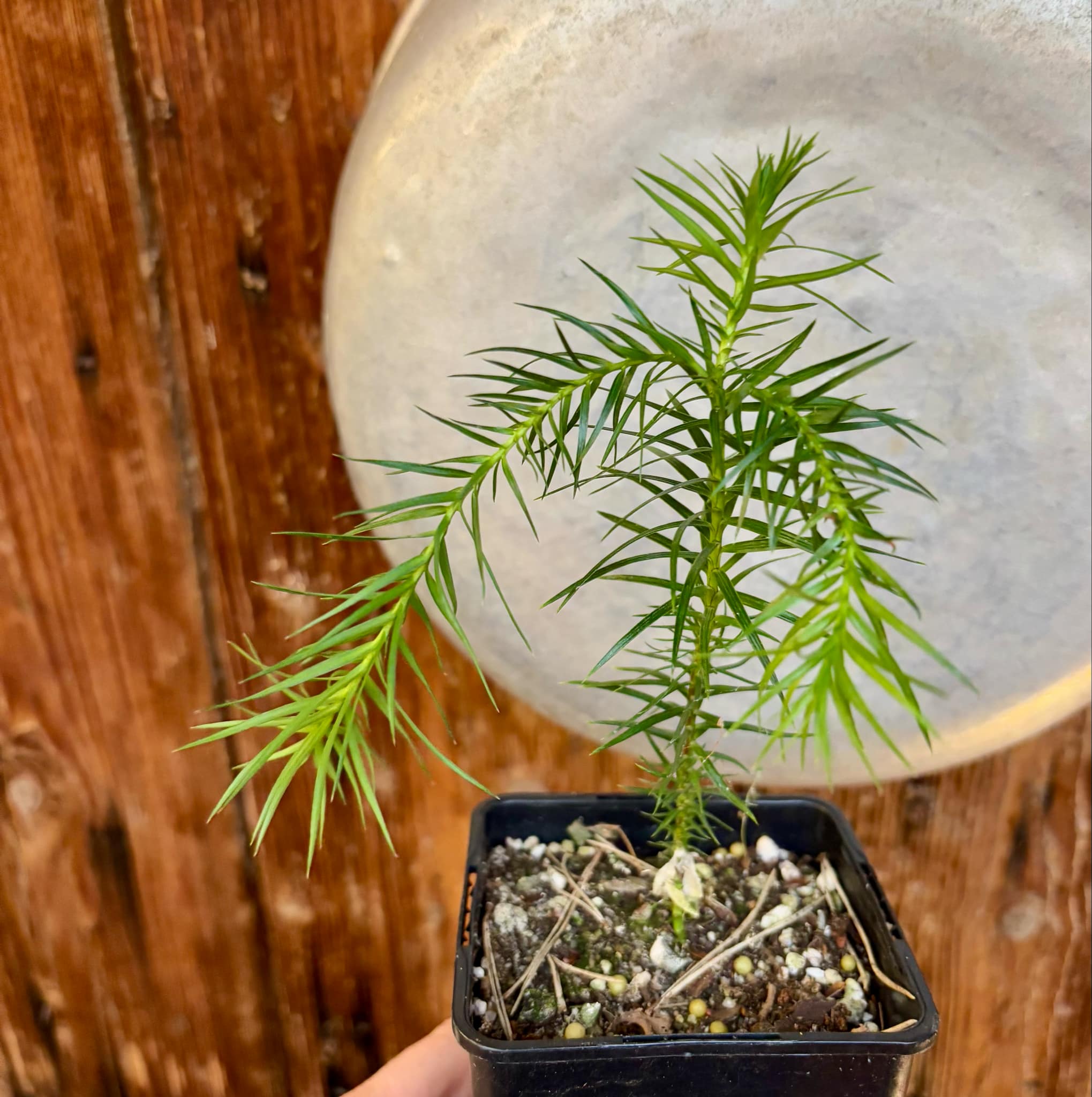 Araucaria angustifolia  - 1 potted plant / 1 getopfte Pflanze 