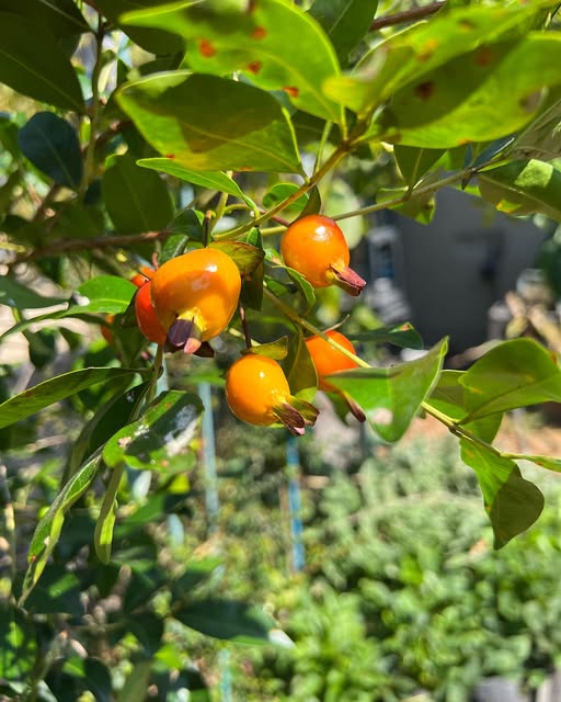 Eugenia involucrata var Orange - Cherry of Rio Grande Orange  - 1 potted plant / 1 getopfte Pflanze