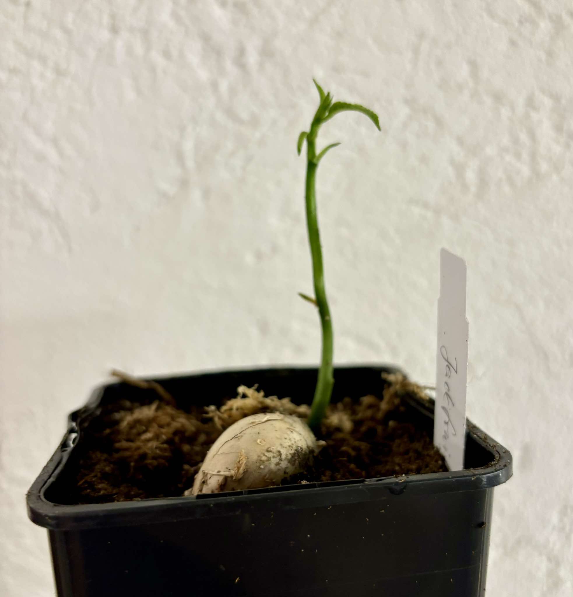 Jackfruit (Artocarpus heterophyllus) 1 small potted plant / 1 kleine, getopfte Pflanze