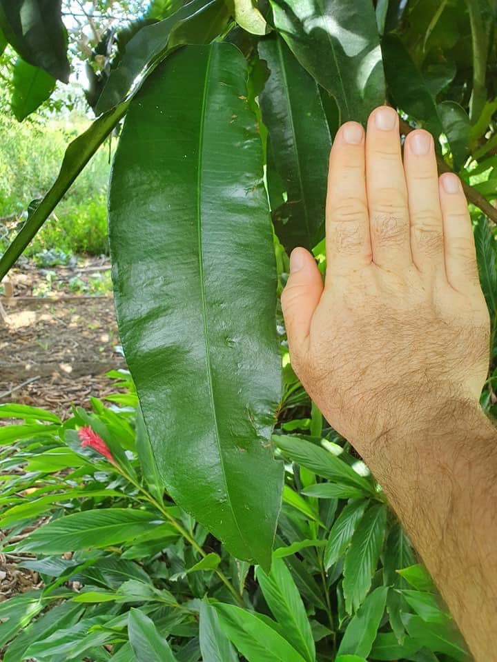 Garcinia macrophylla - 1 germinated seed / 1 gekeimter Samen