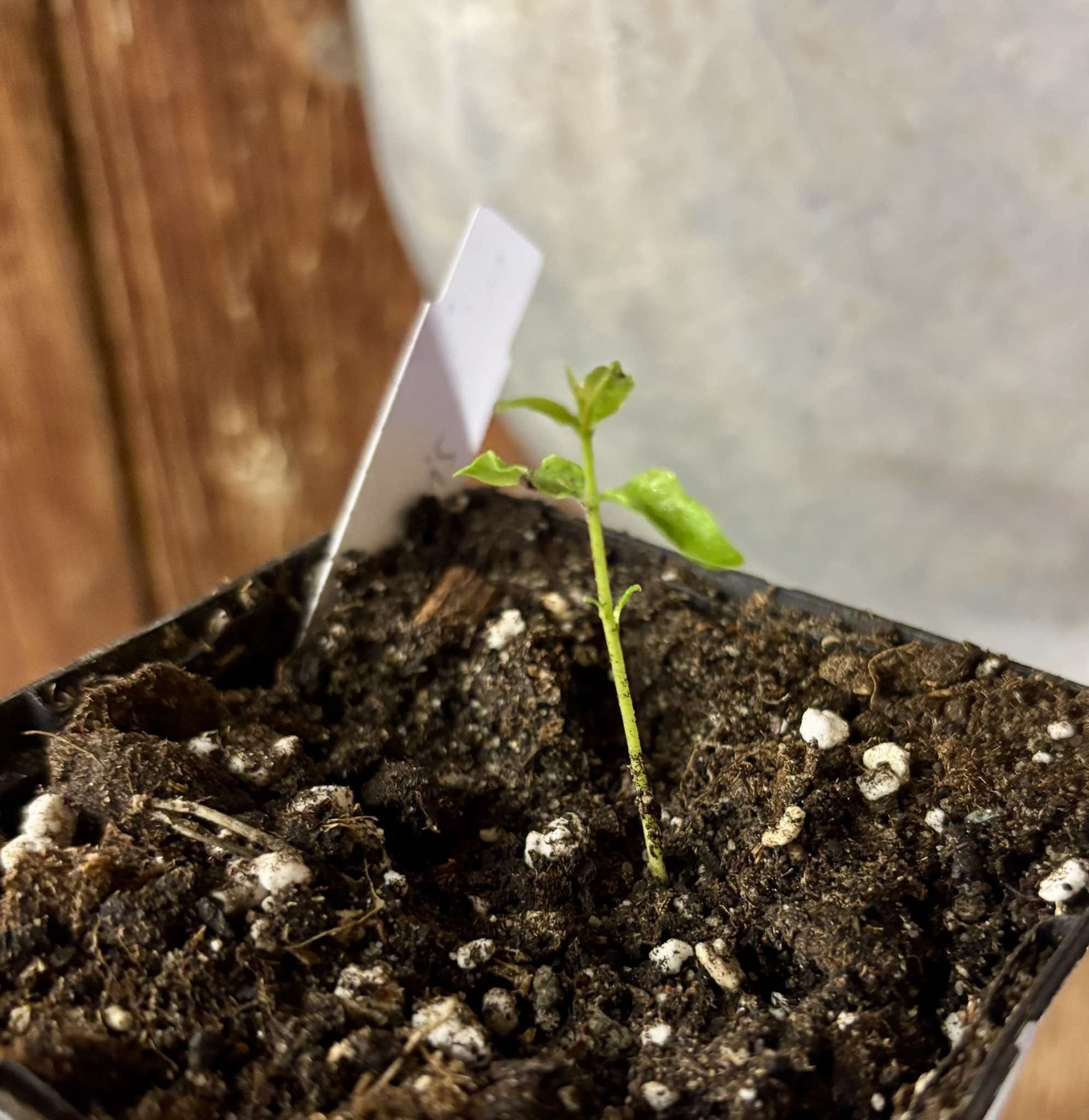 Eugenia supraaxillaris Nr. 2 -  1 small potted seedling / 1 kleiner, getopfter Sämling