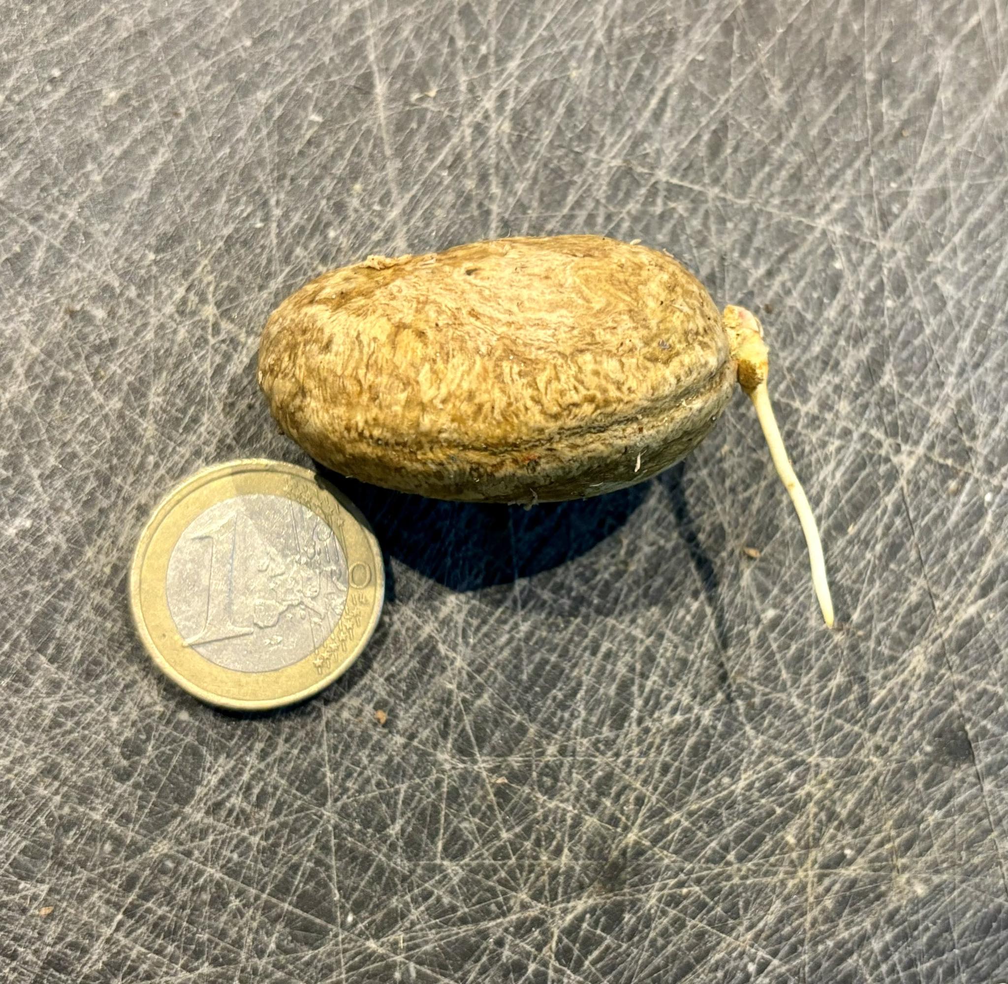 Plinia spiciflora -  1 germinated seed / 1 gekeimter Samen