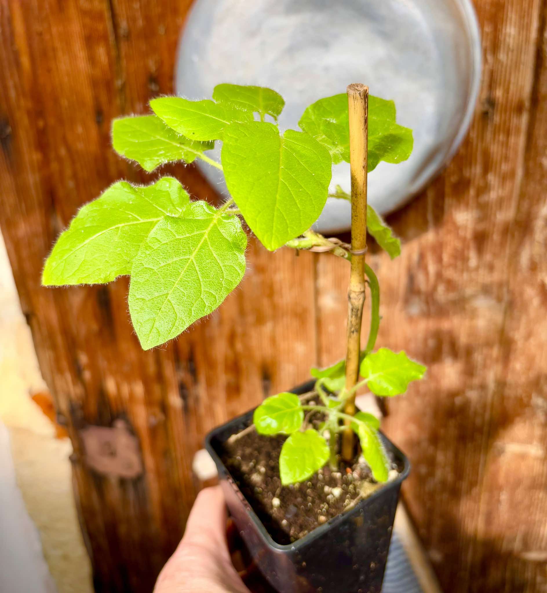 Solanum vestissimum - 1 potted plant / 1 getopfte Pflanze 