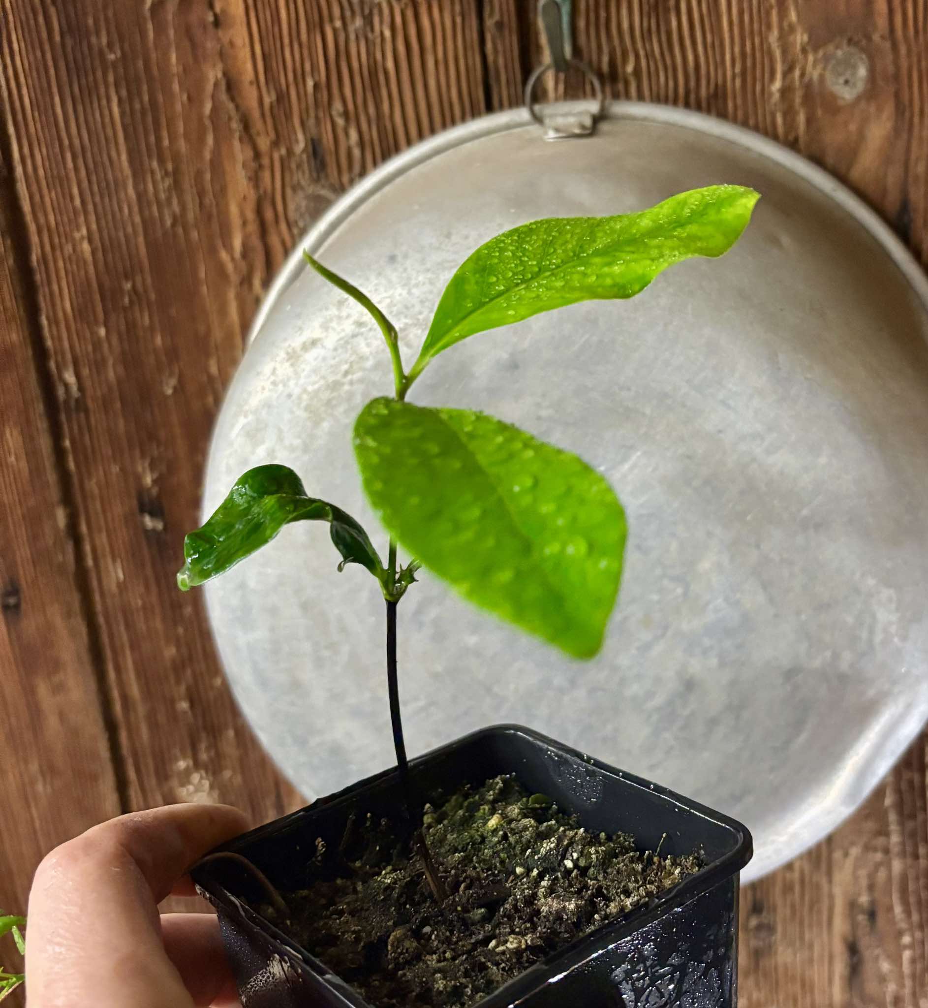 Diospyros nigra - Black Sapote - 1 potted plant / 1 getopfte Pflanze