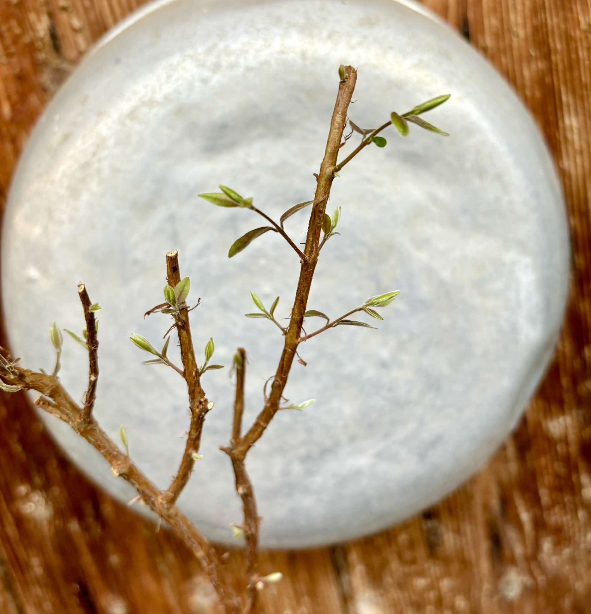 Ubajai (Eugenia myrcianthes) - 1 potted plant / 1 getopfte Pflanze