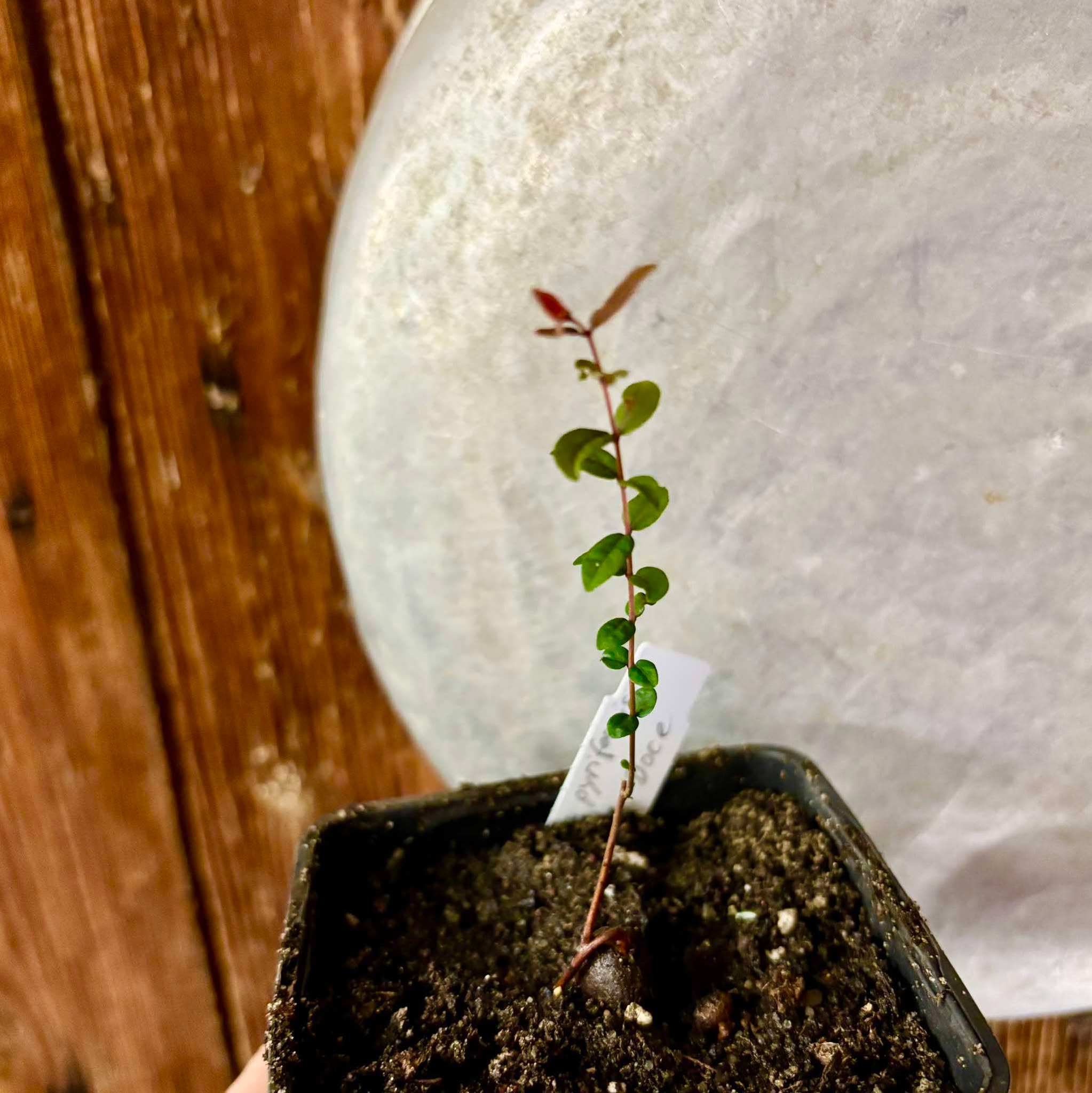 Eugenia pyriformis var Eldorado - Uvaia Doce - 1 small potted seedling / 1 kleiner, getopfter Sämling