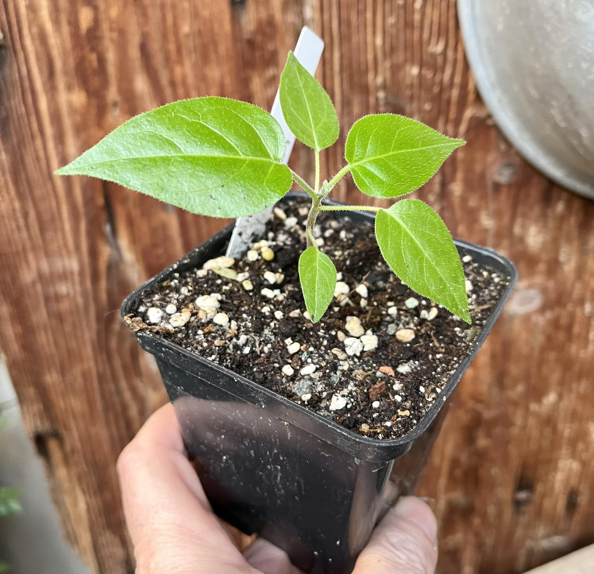 Tomatao Verde do Mato (Solanum melissarum), 1 potted plant / 1 getopfte Pflanze