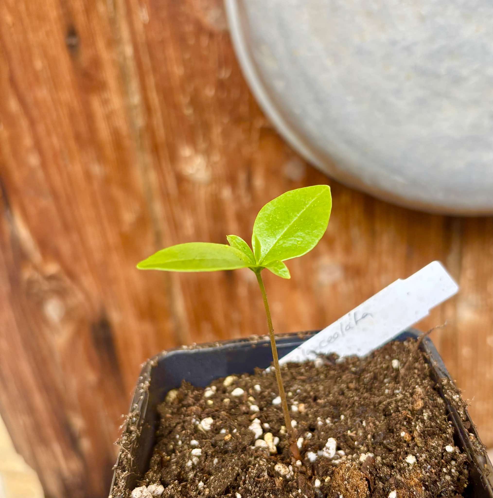 Duguetia lanceolata - Pindaiba - 1 small potted seedling / 1 kleiner, getopfter Sämling