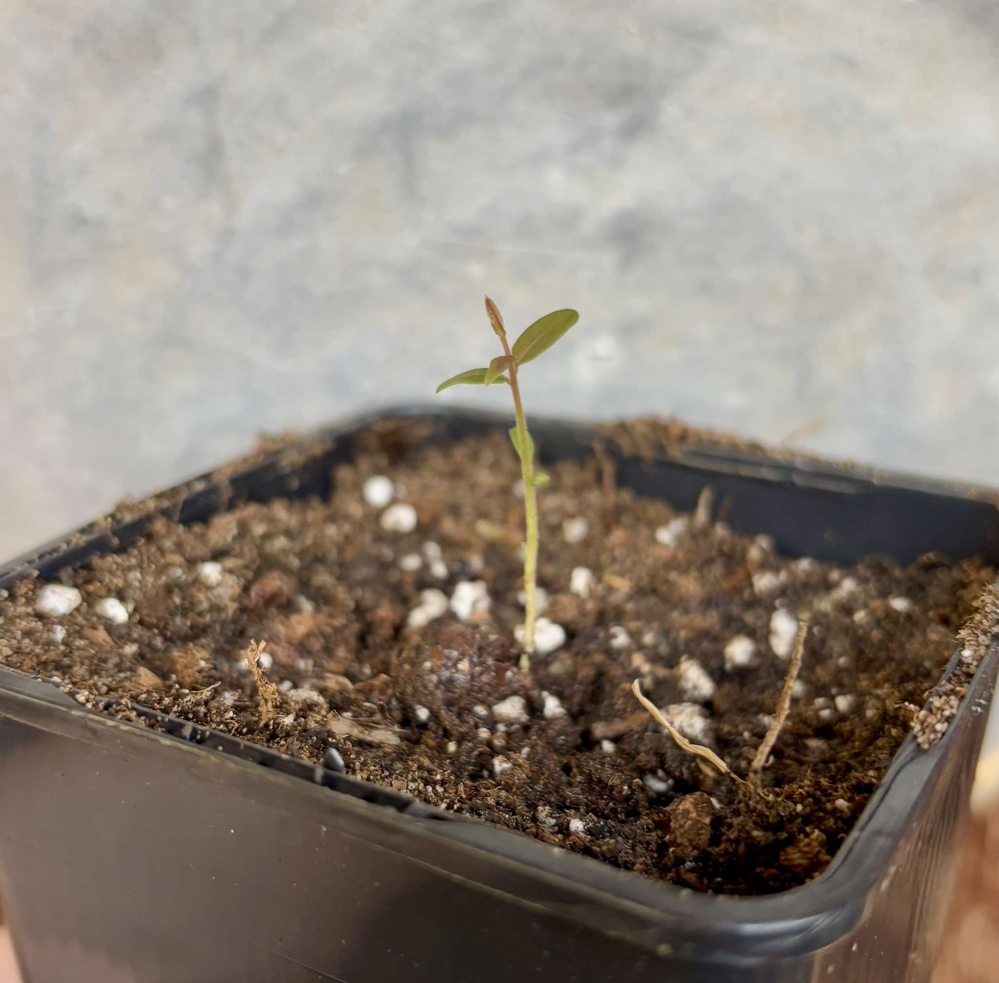 Eugenia sellowiana - 1 small potted seedling / 1 kleiner, getopfter Sämling