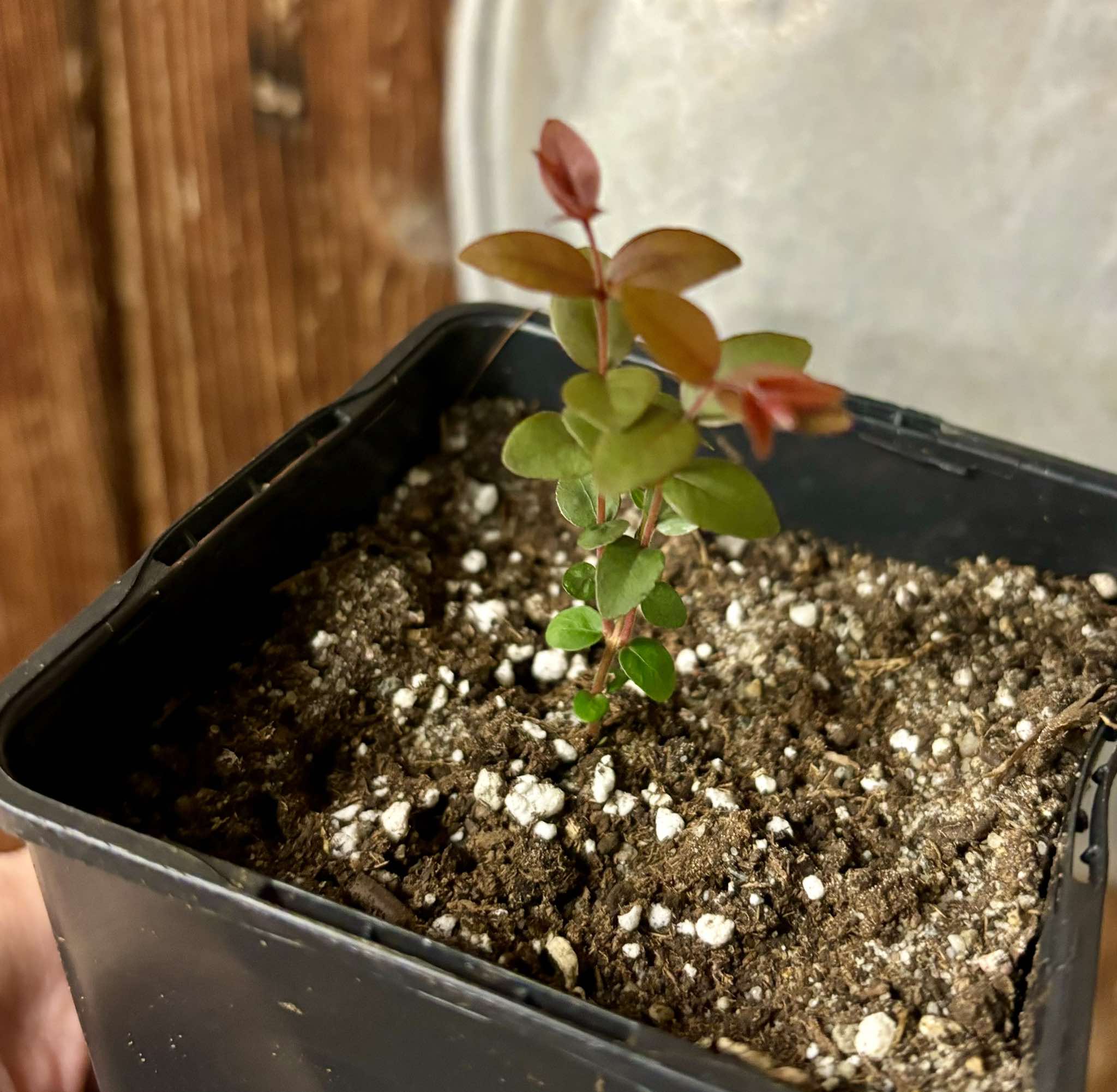 Eugenia pyriformis var Eldorado - Uvaia Doce - 1 small potted seedling / 1 kleiner, getopfter Sämling