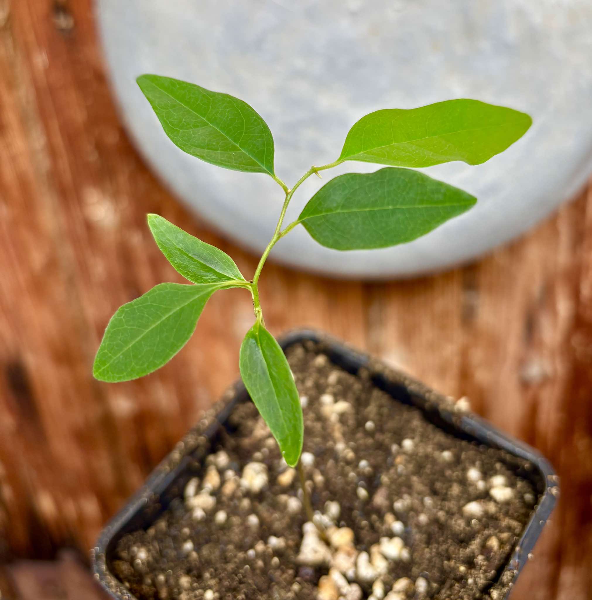 Annona emarginata - 1 potted plant / 1 getopfte Pflanze