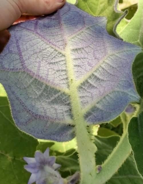 Tulo (Solanum vestissimum) - 1 fresh seed / 1 frischer Samen