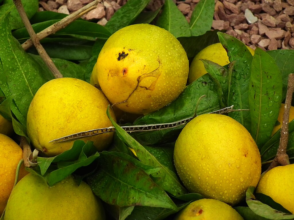 Canistel (Lucuma campechiana) - 1 potted plant / 1 getopfte Pflanze