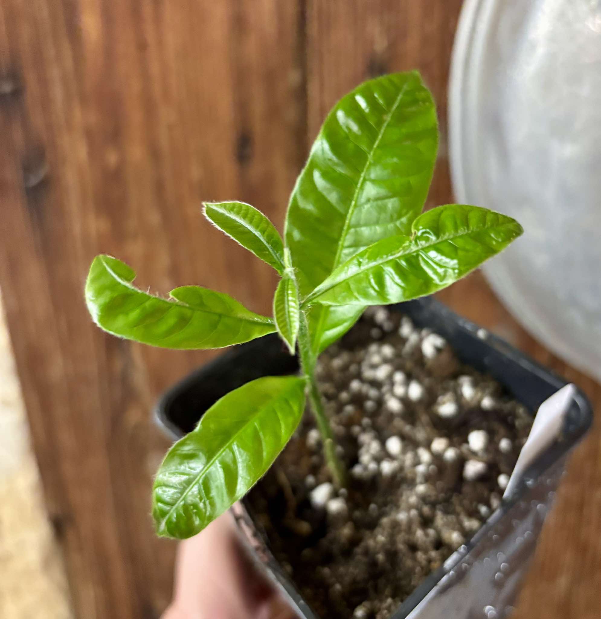 Brasilian Abiu (Pouteria caimito) - 1 small potted seedling / 1 kleiner, getopfter Sämling