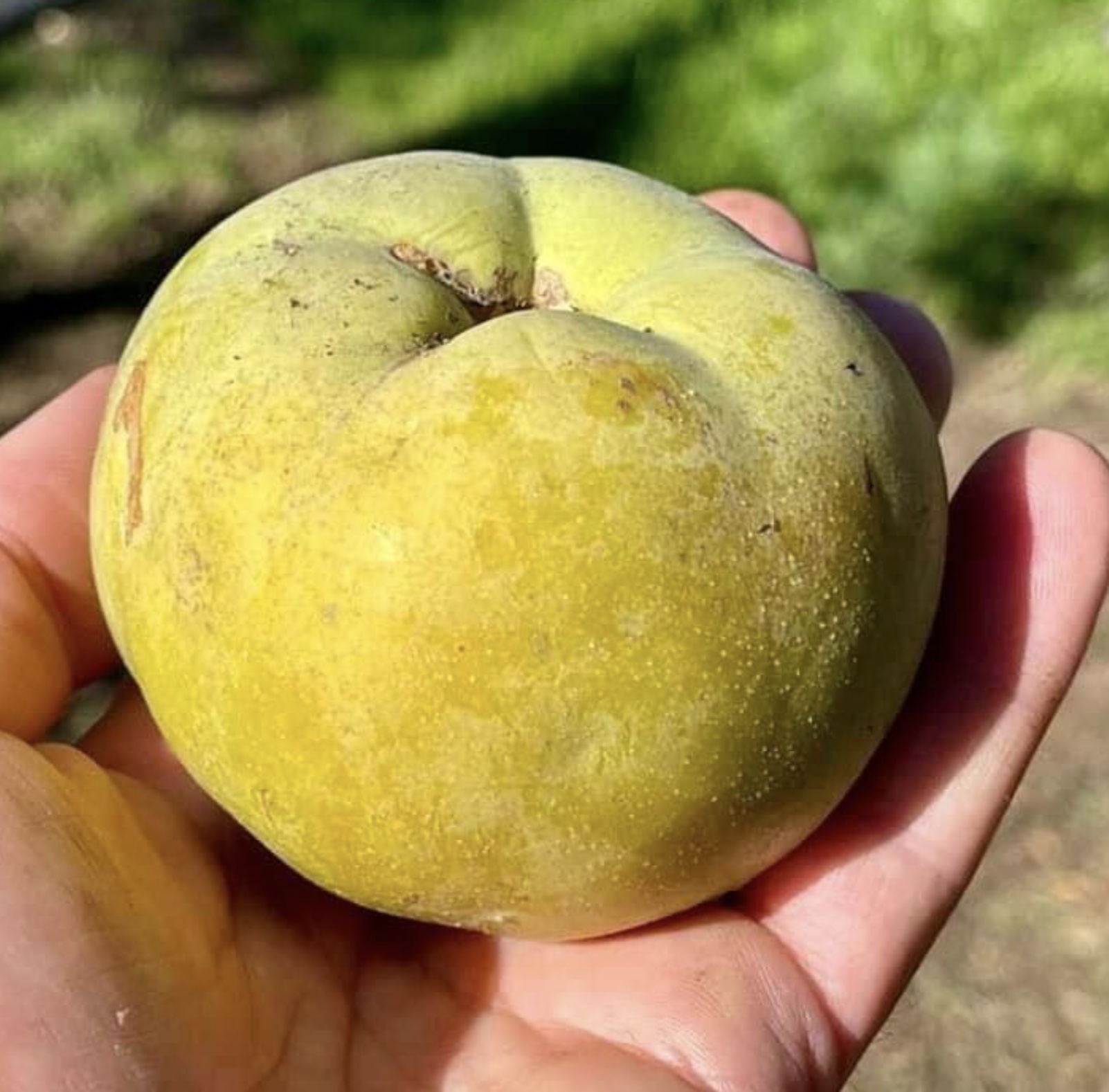 White Sapote (Casimiroa edulis) - 1 fresh seed / 1 frischer Samen