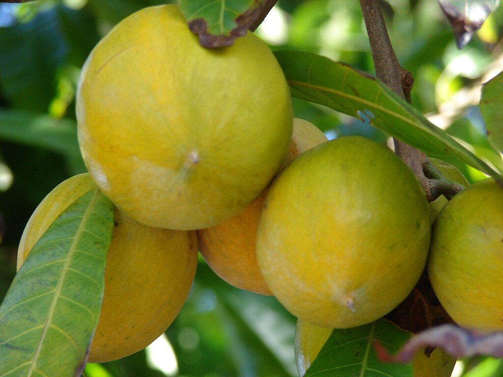 Canistel (Lucuma campechiana) - 1 potted plant / 1 getopfte Pflanze