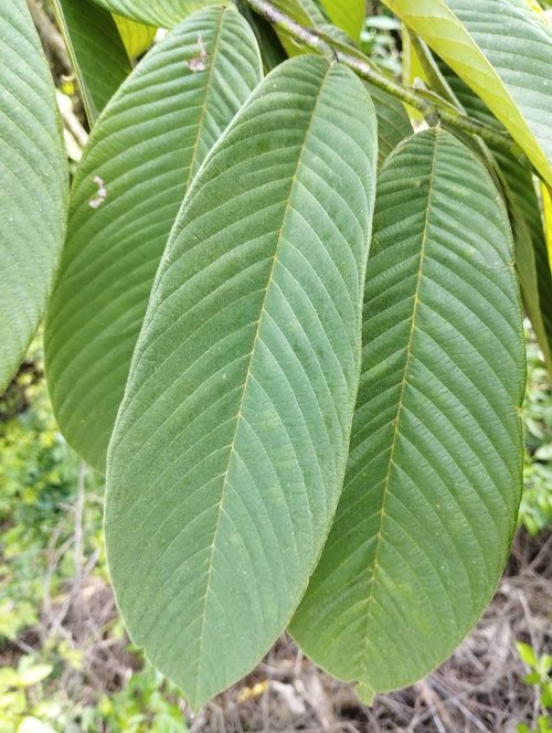 Annona spraguei - Nonita - 1 fresh seed / 1 frischer Samen